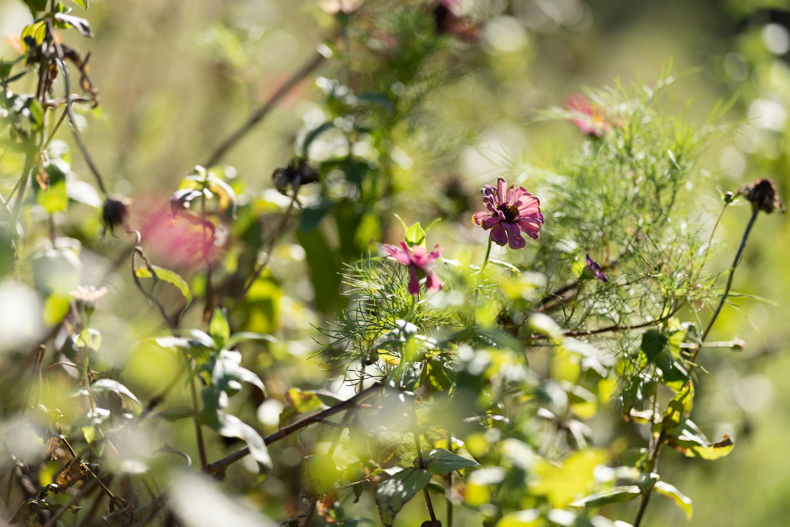 Close-up of vibrant flowers in lush green foliage