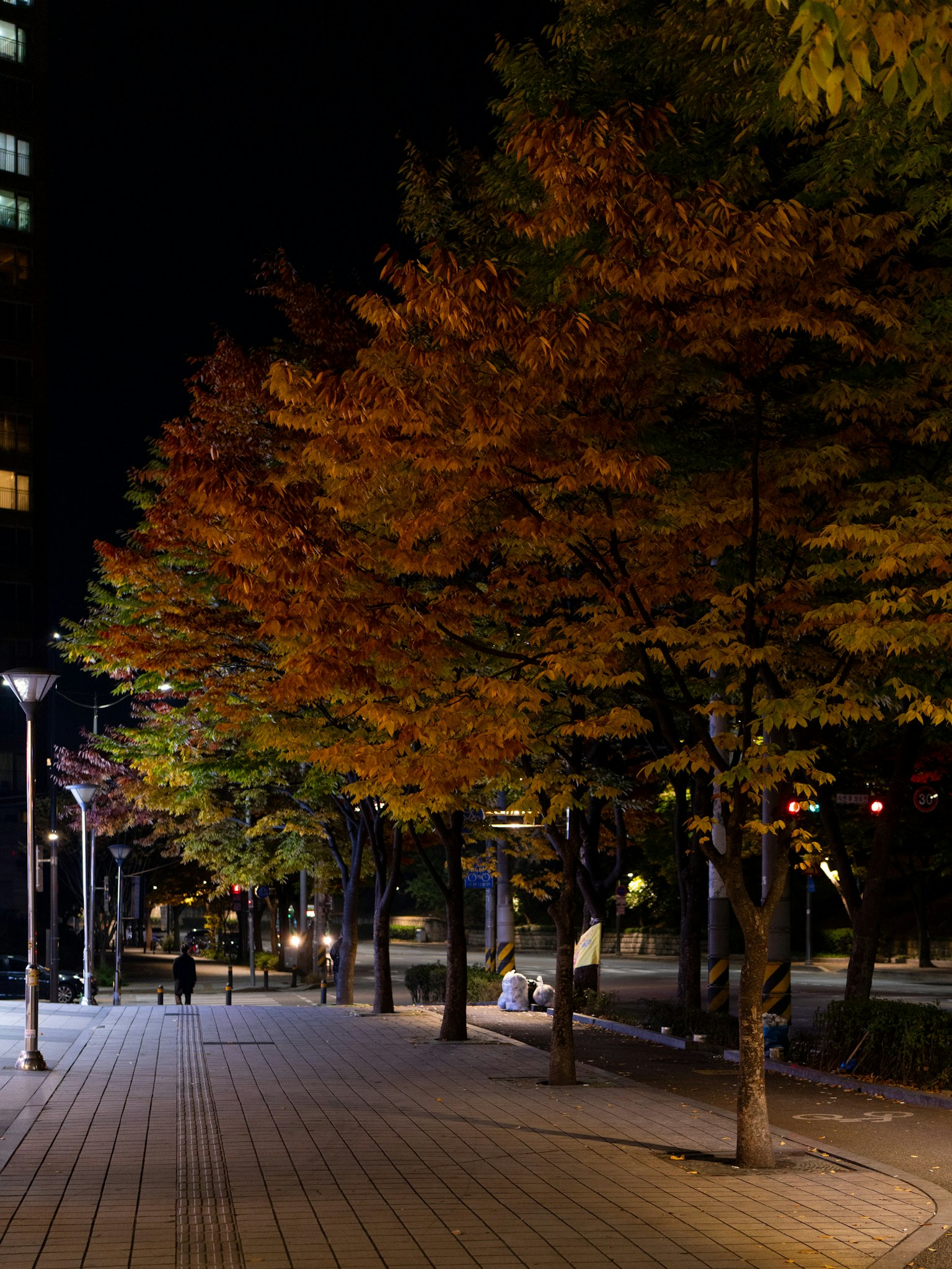 夜の公園に並ぶ紅葉した木々と街灯