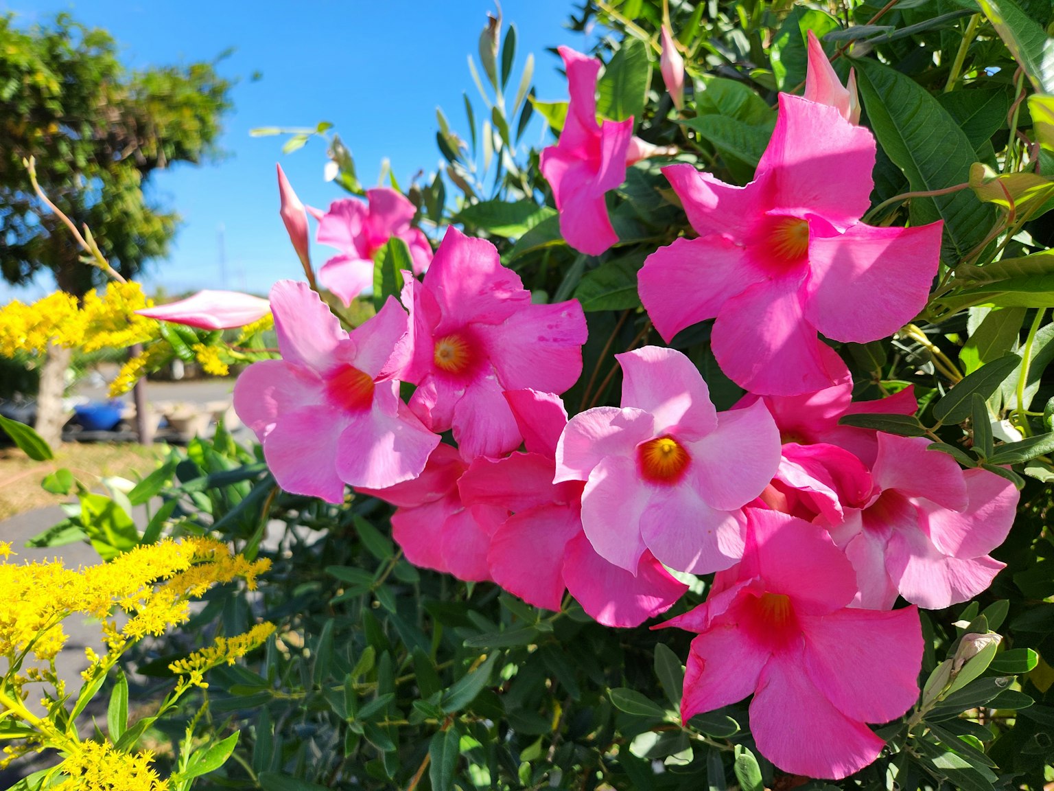 Primer plano de flores rosas vibrantes con un fondo de cielo azul y flores amarillas