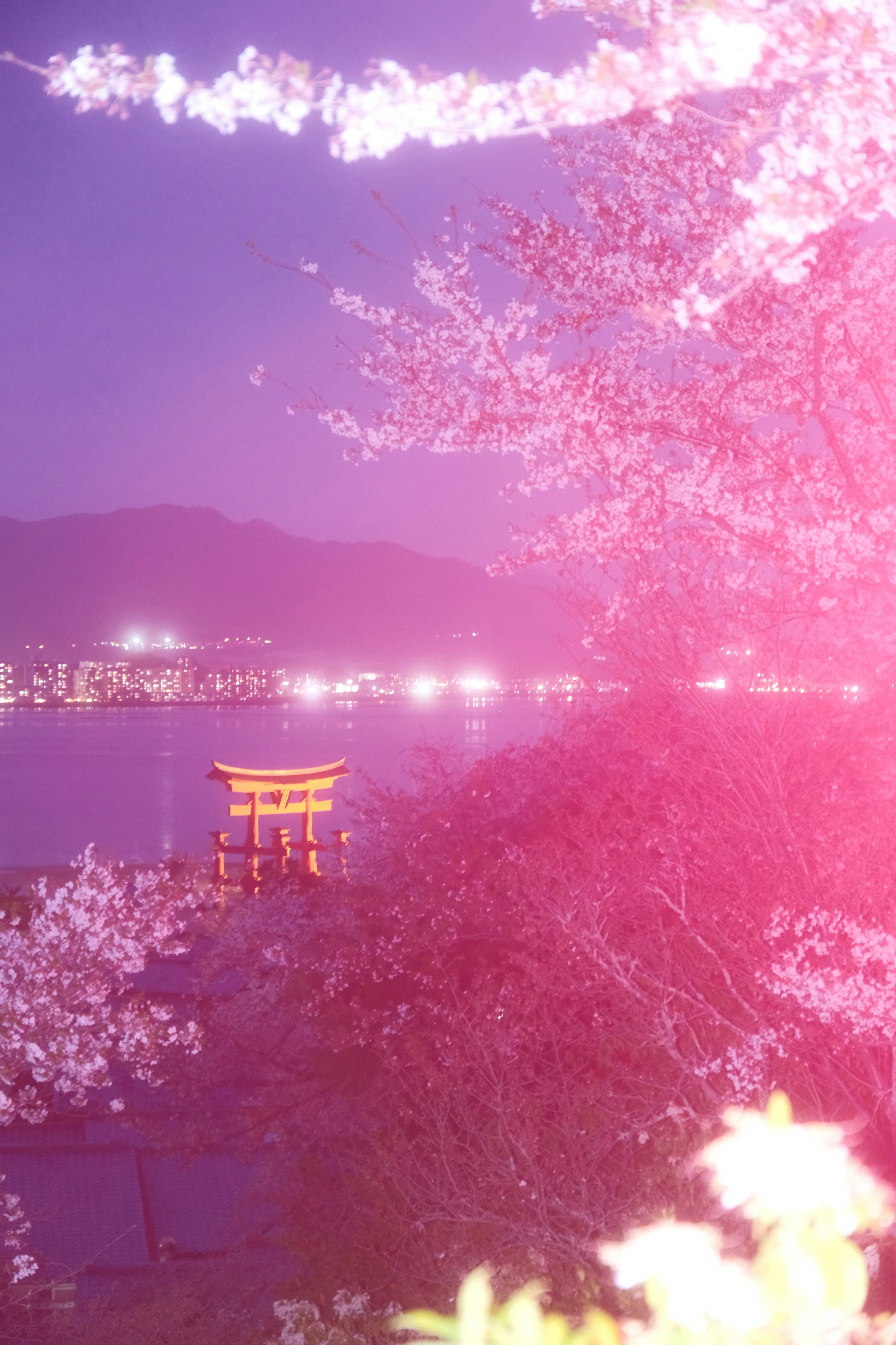 宮島の厳島神社大鳥居と夜桜の幻想的な夜景