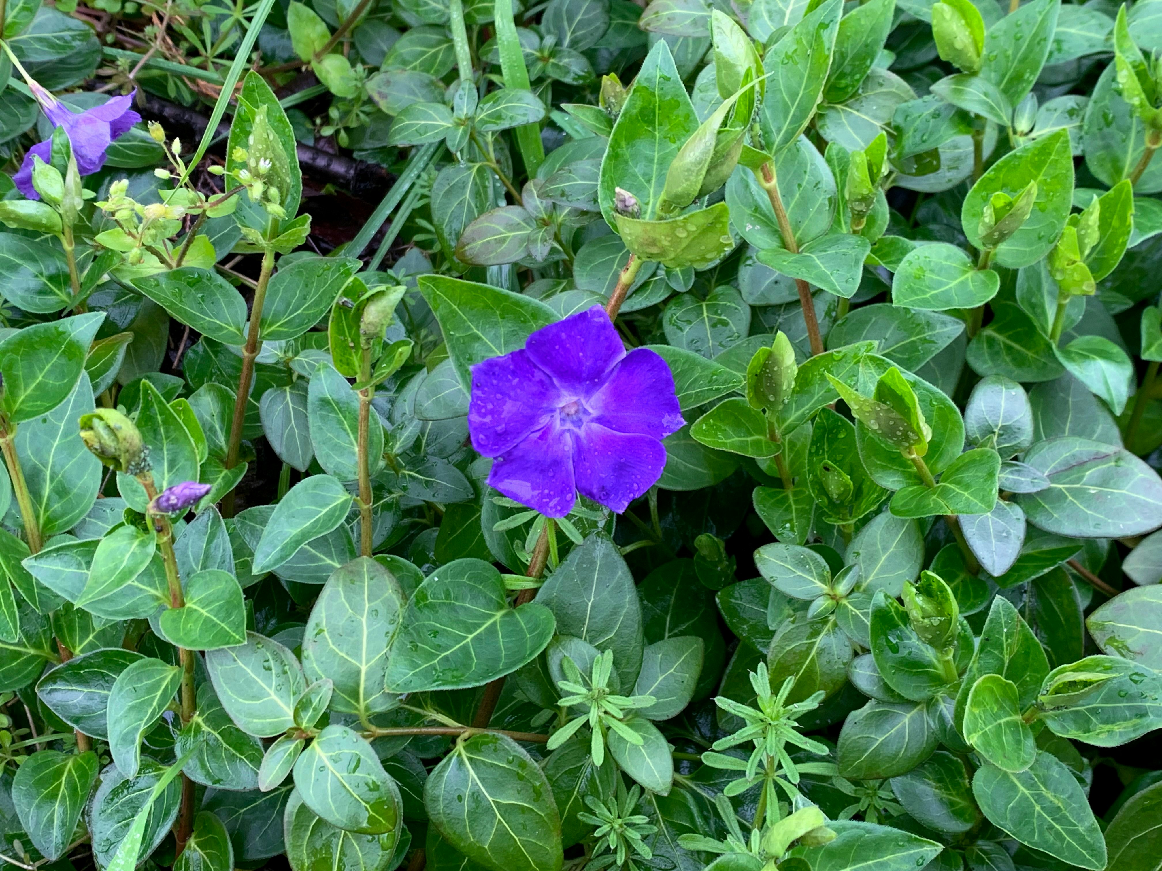 紫色花朵与茂密绿叶