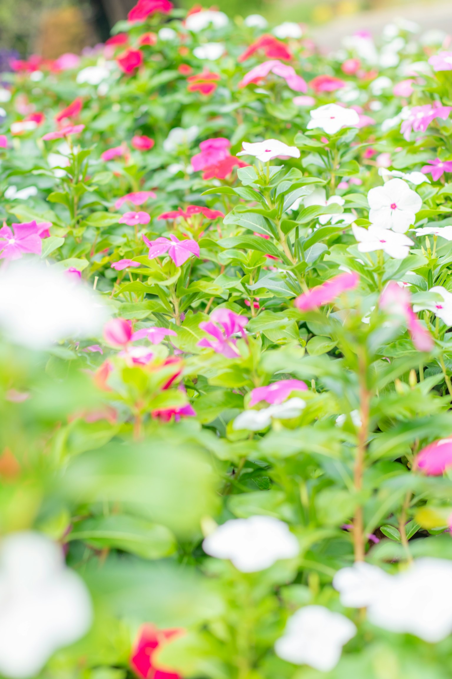 Bunte Impatiensblumen blühen in einem Garten