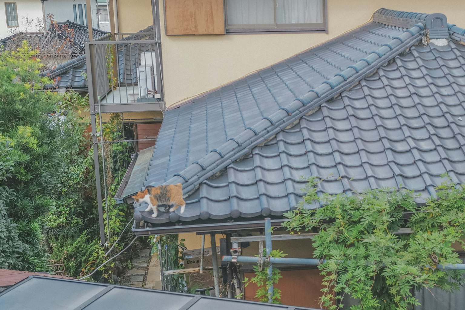 一隻貓在日本房子的屋頂上走動，周圍有綠色植物