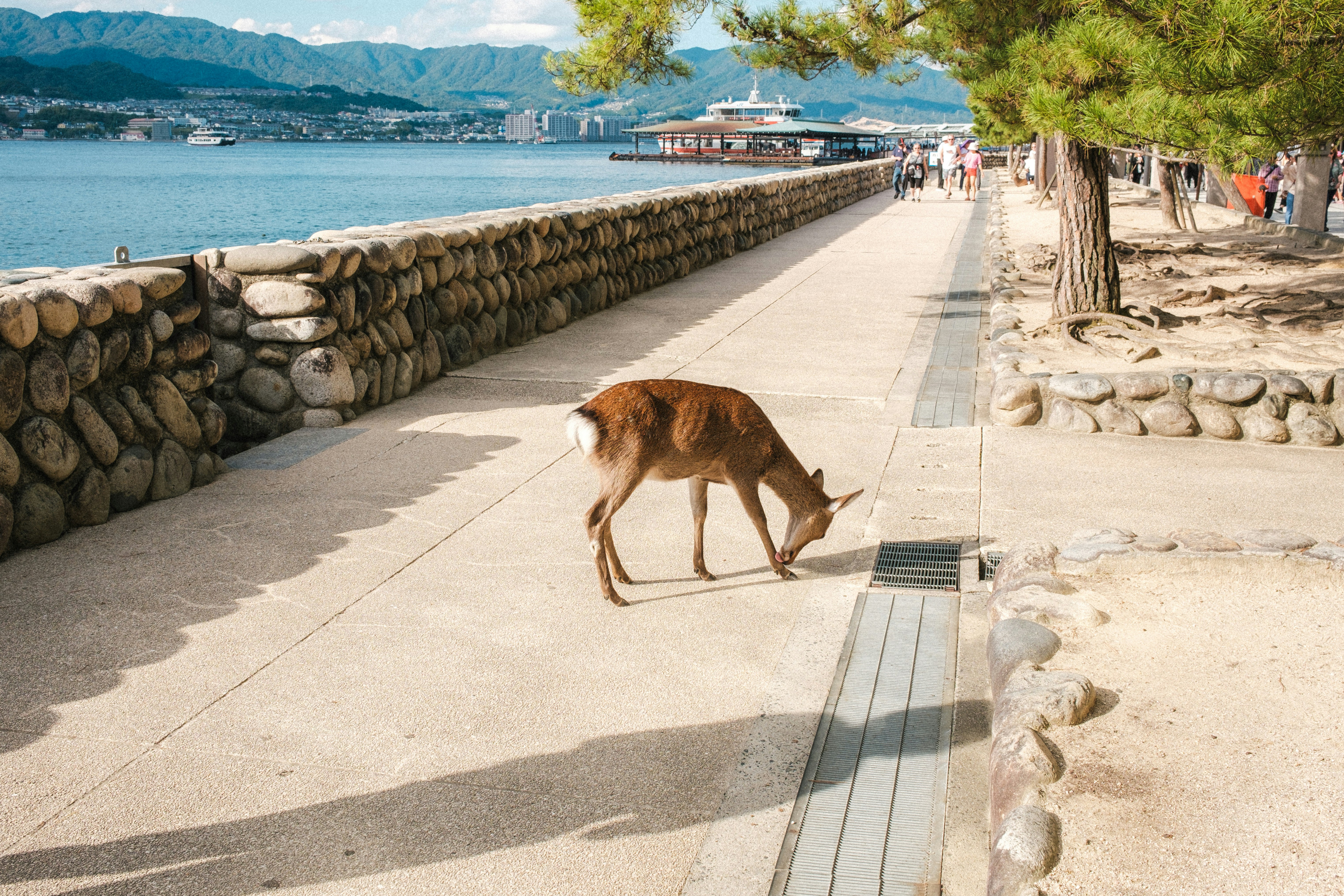 海沿いの遊歩道を歩く鹿