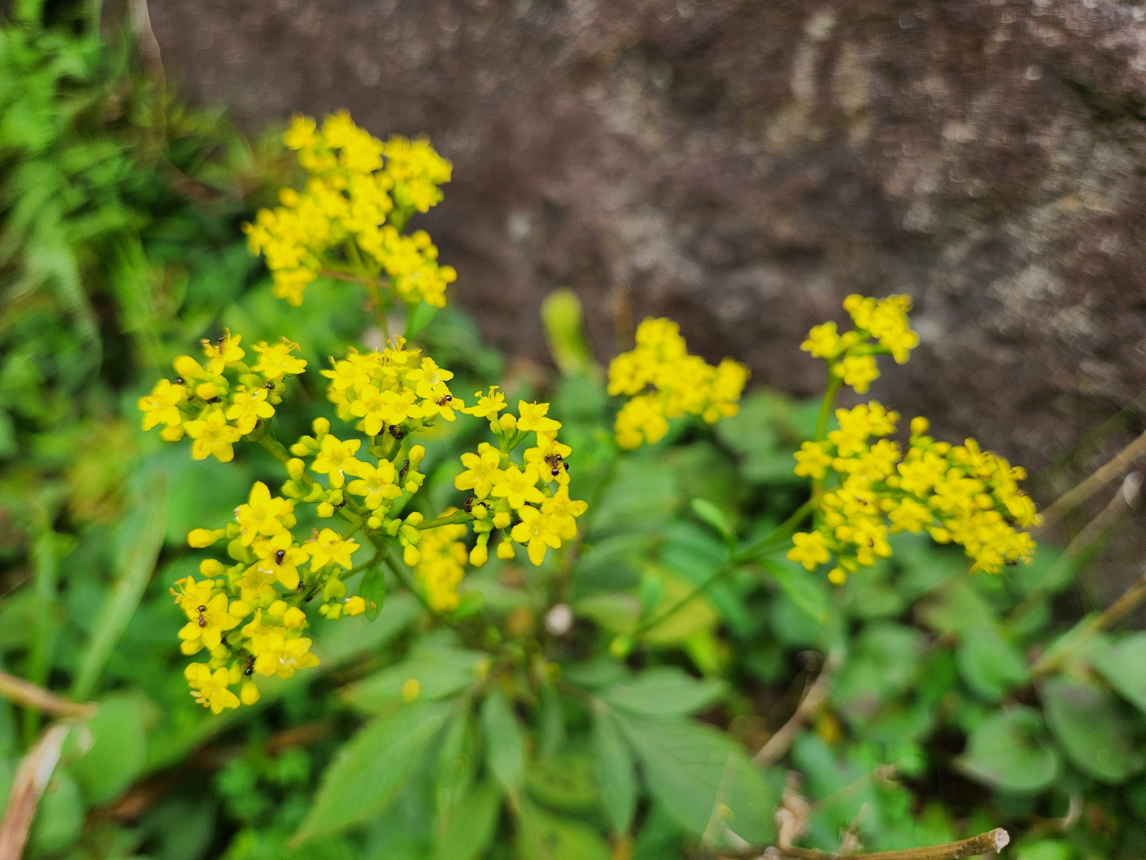image macro de fleurs jaunes dans un feuillage vert