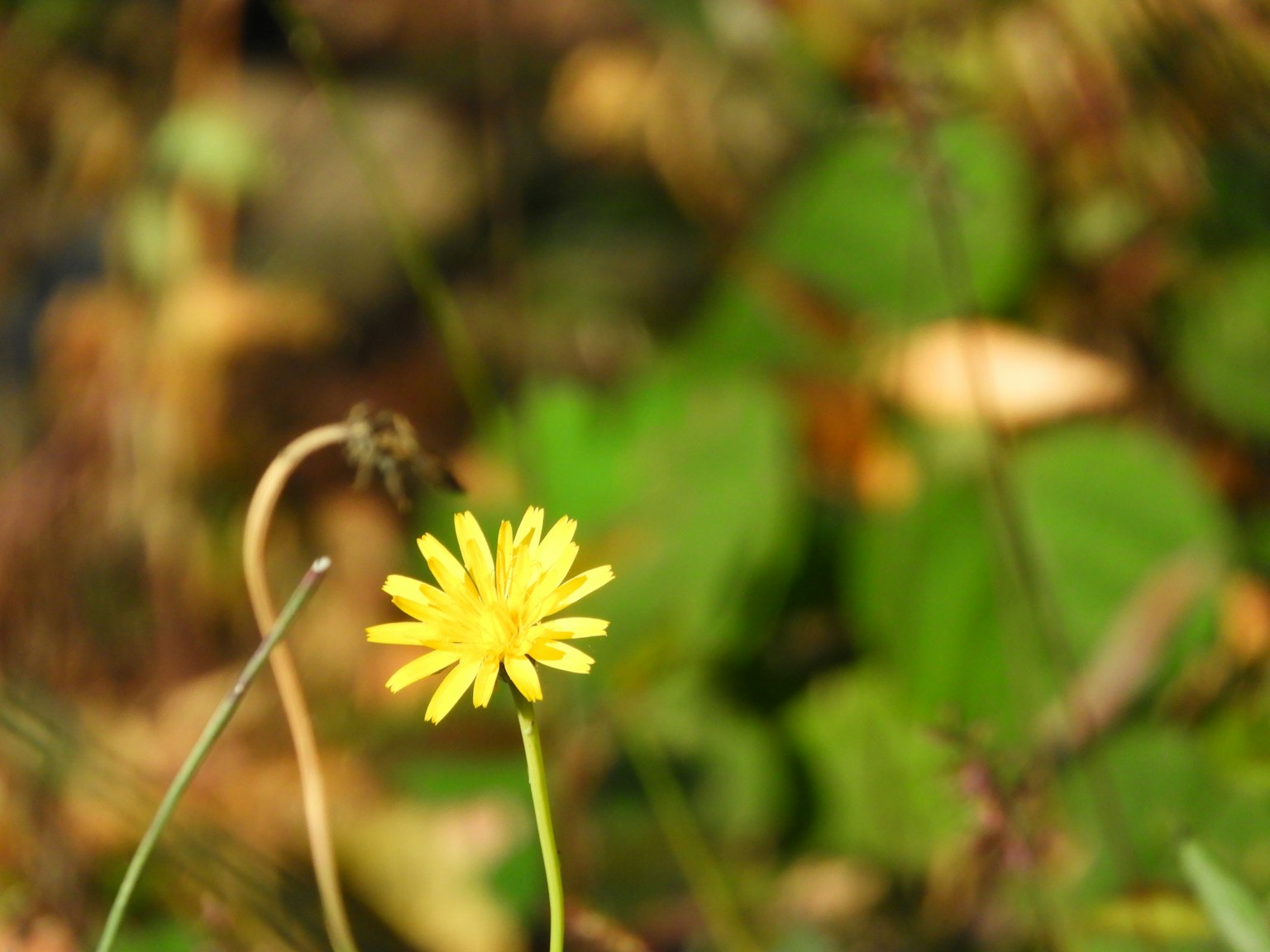 黄色い花が緑の葉の中に咲いている