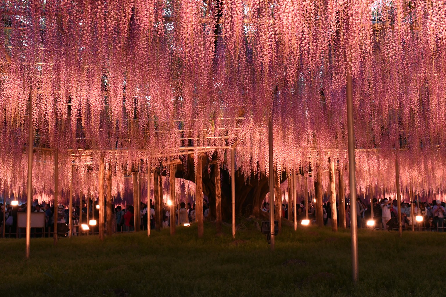 Una scena magica di fiori di glicine con persone riunite sotto di essi