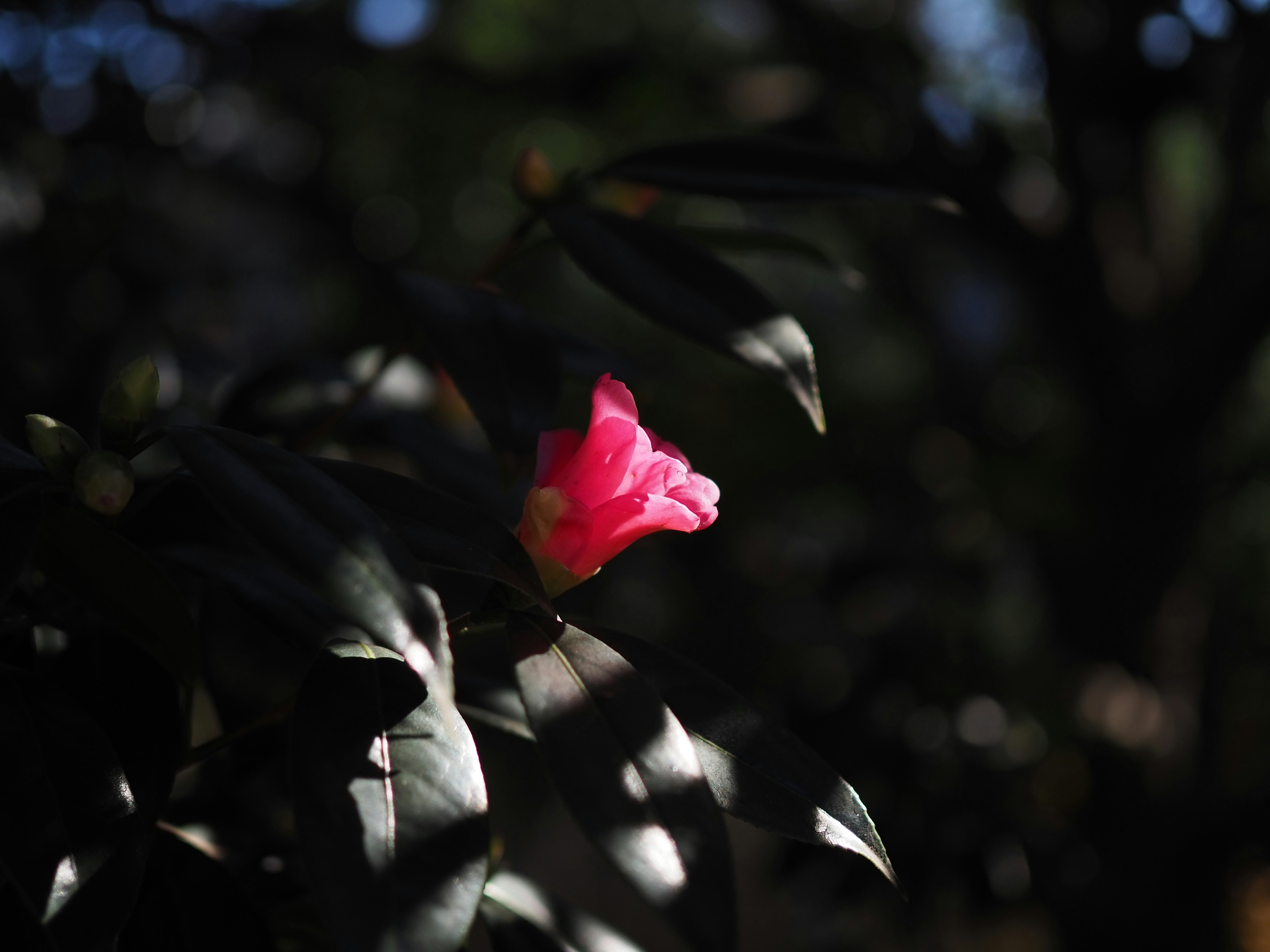 木陰の光に照らされた赤い花