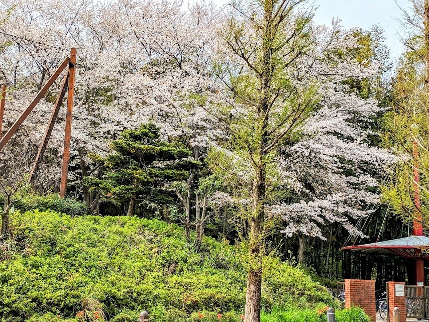 Parkweg mit Kirschblütenbäumen und grünem Grün