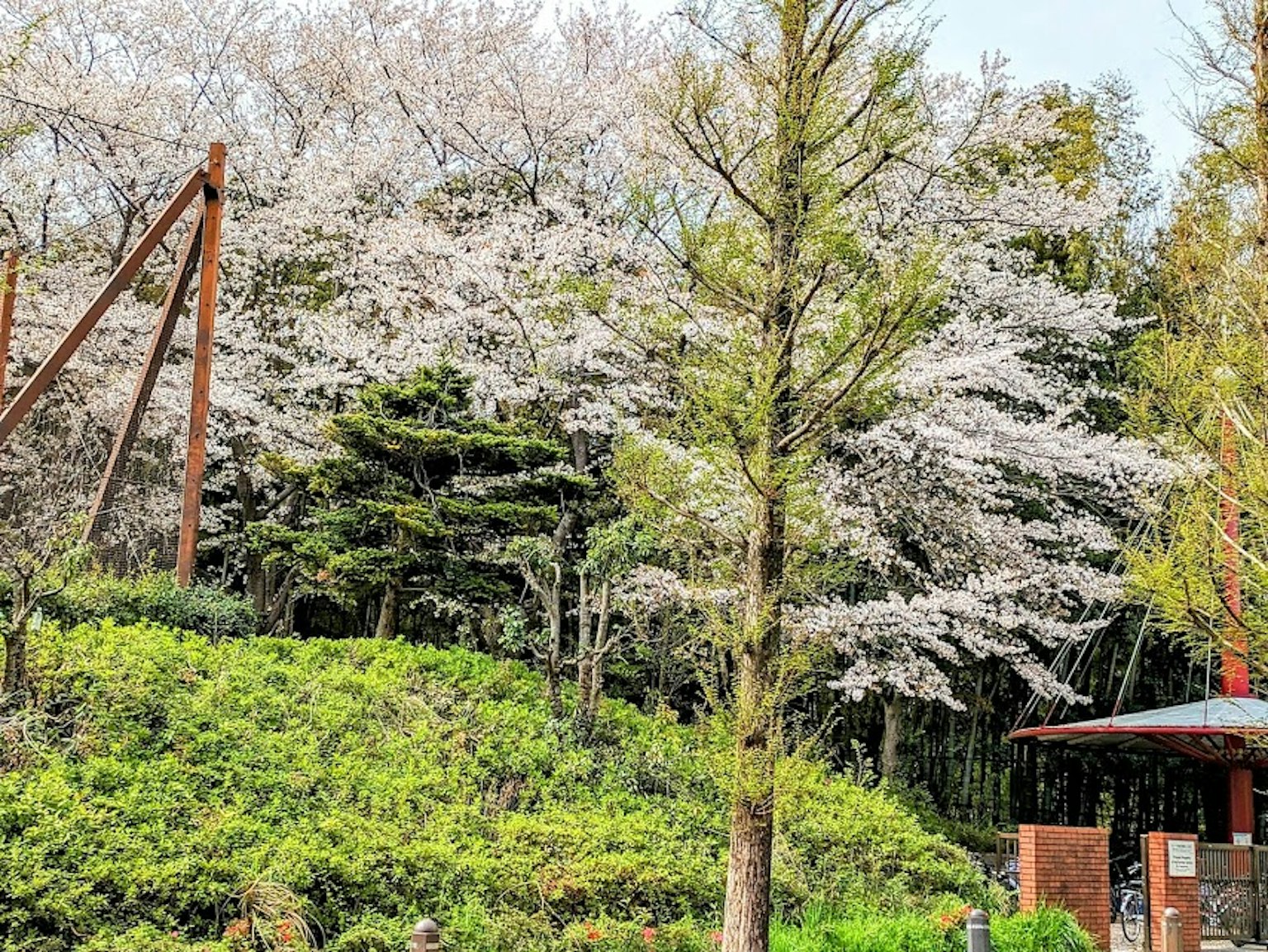 公園景色盛開的櫻花樹木秋千和綠色草坪