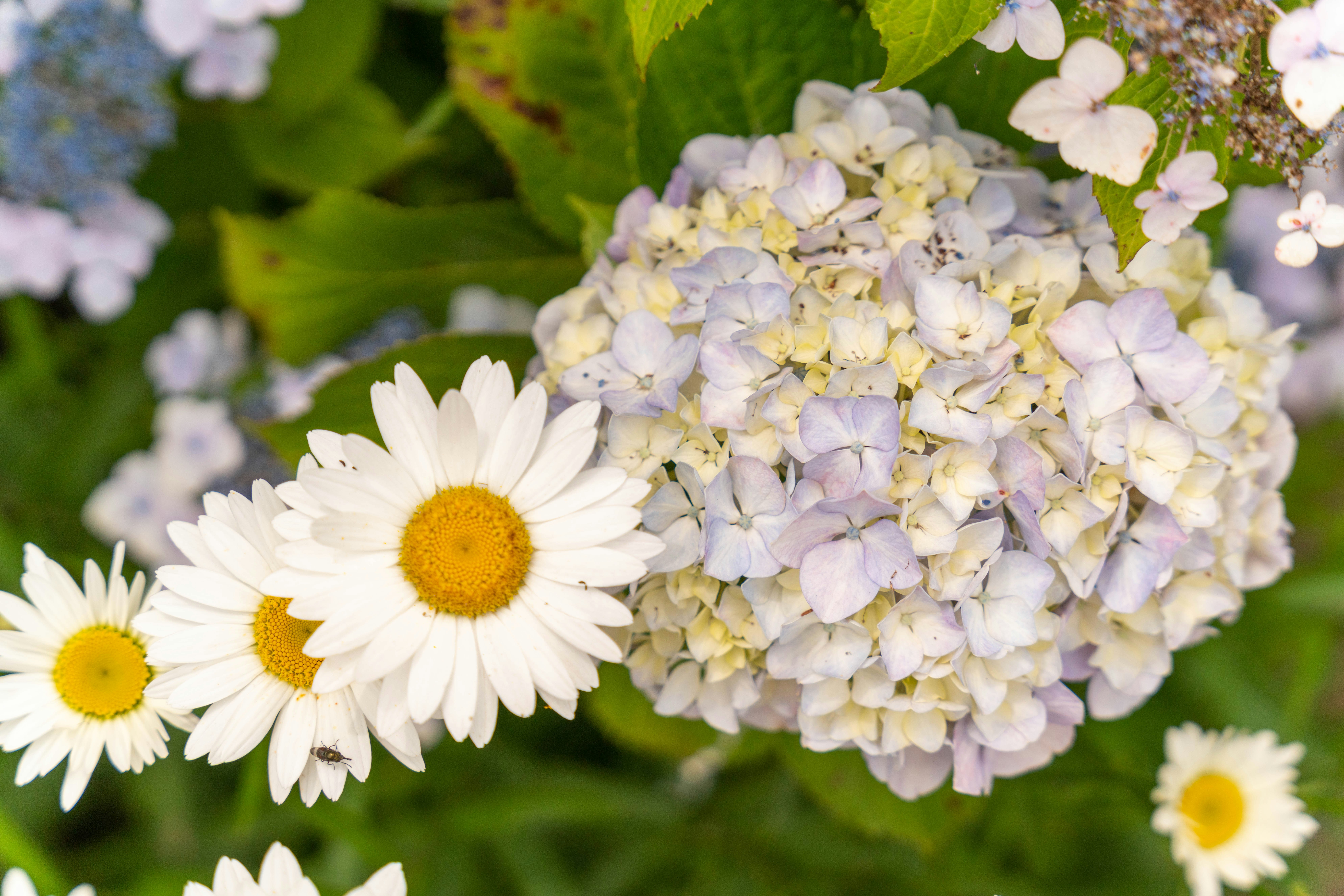 white daisies and hydrangea blossoms close-up