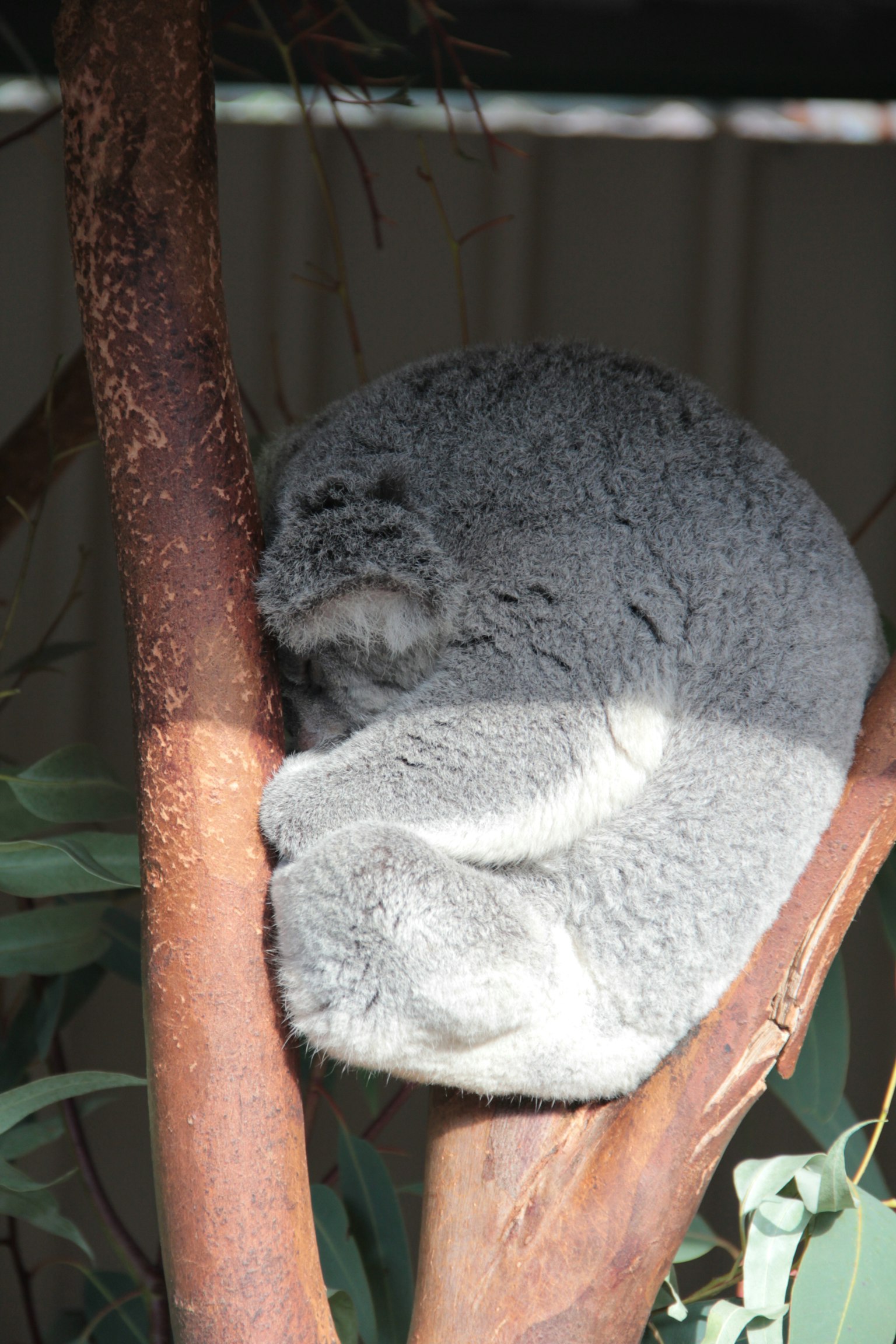 Koala acurrucado descansando en una rama de árbol