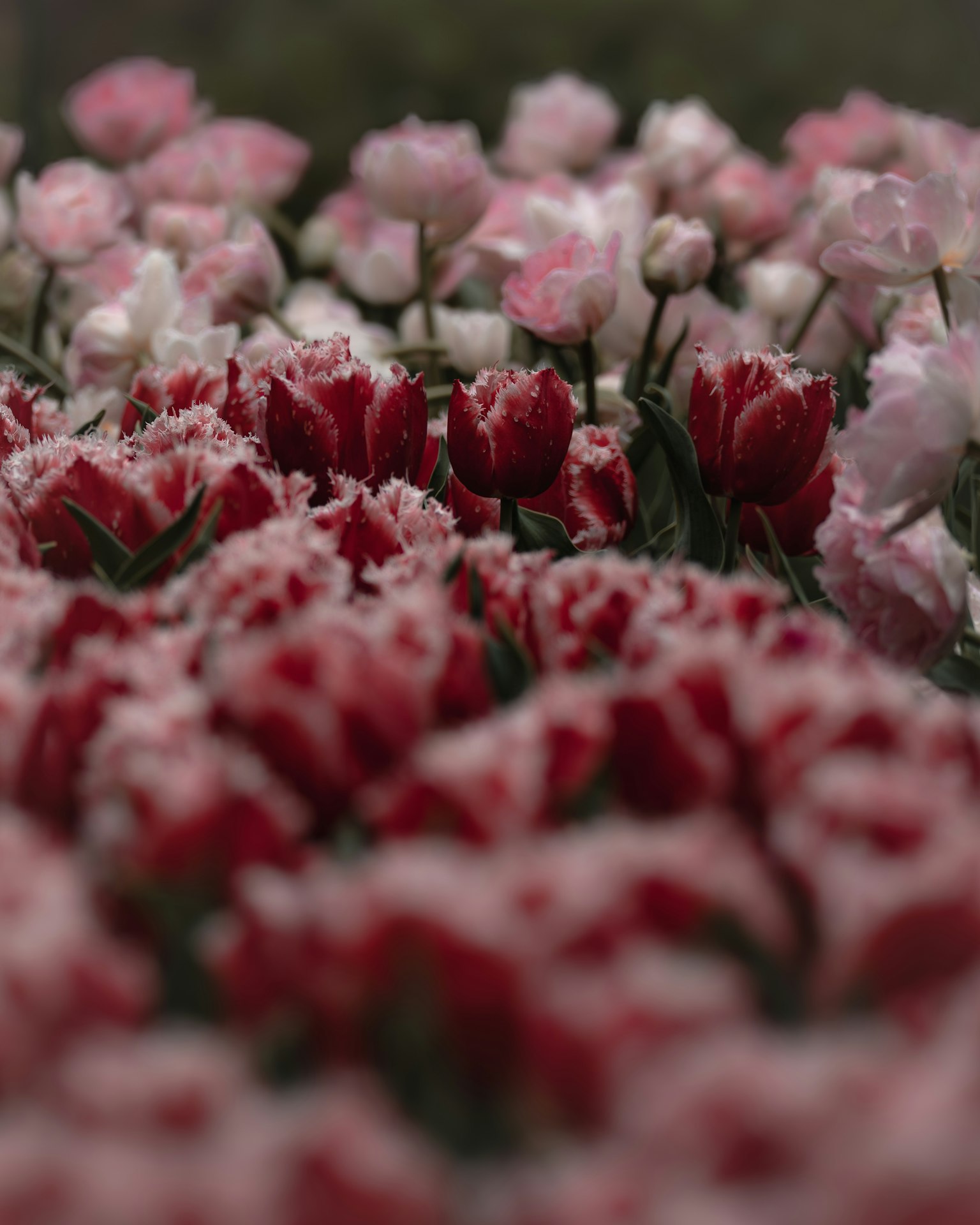 Un paisaje hermoso con tulipanes rojos y flores rosas