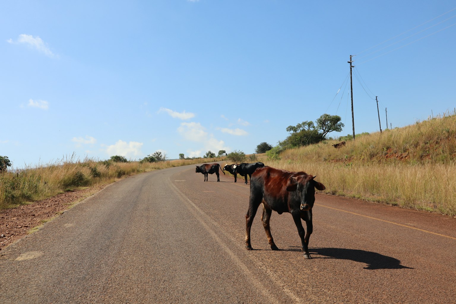 Vacas caminando por un camino rural con cielo azul y praderas