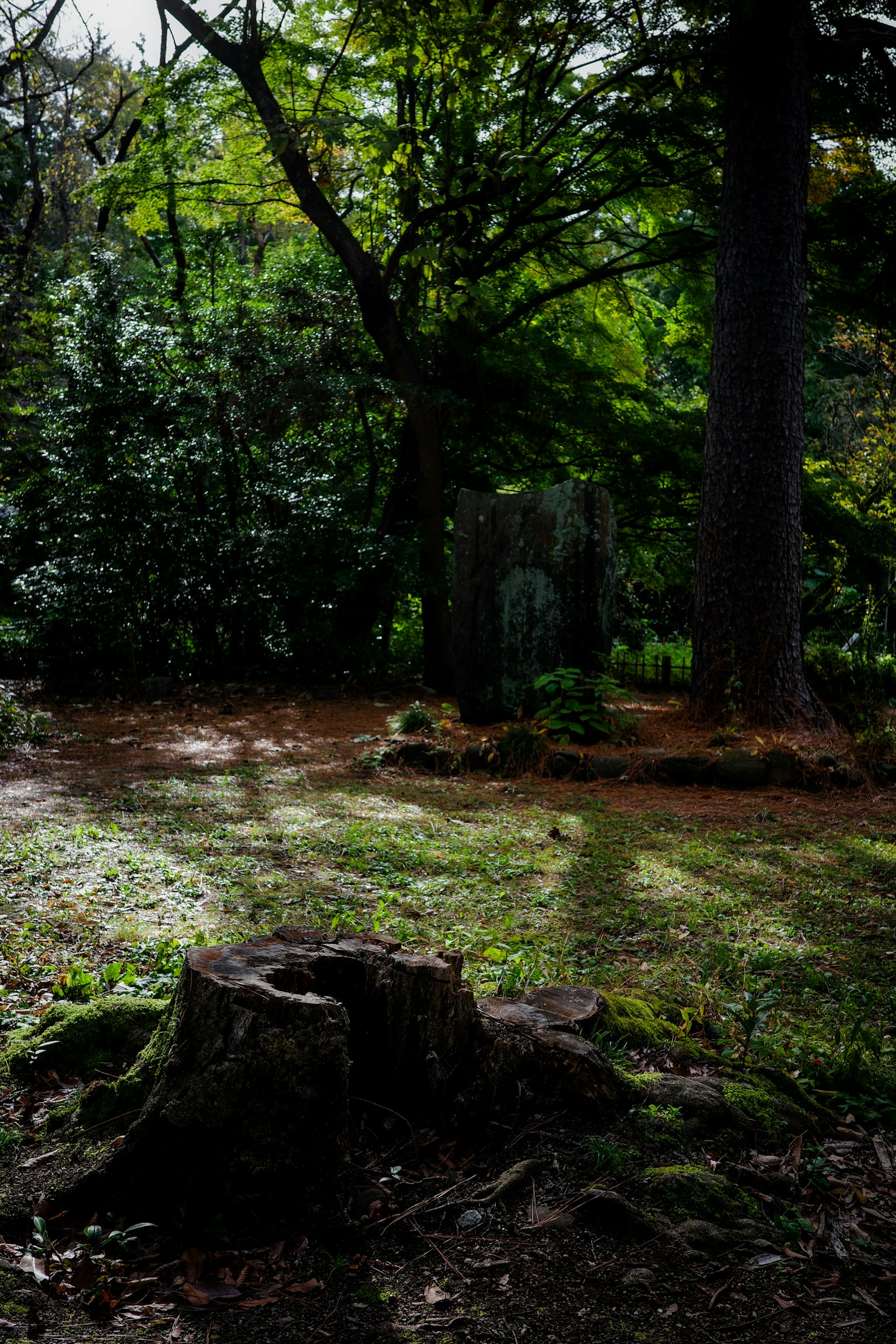 Une scène de forêt luxuriante avec une souche d'arbre et des ombres d'arbres