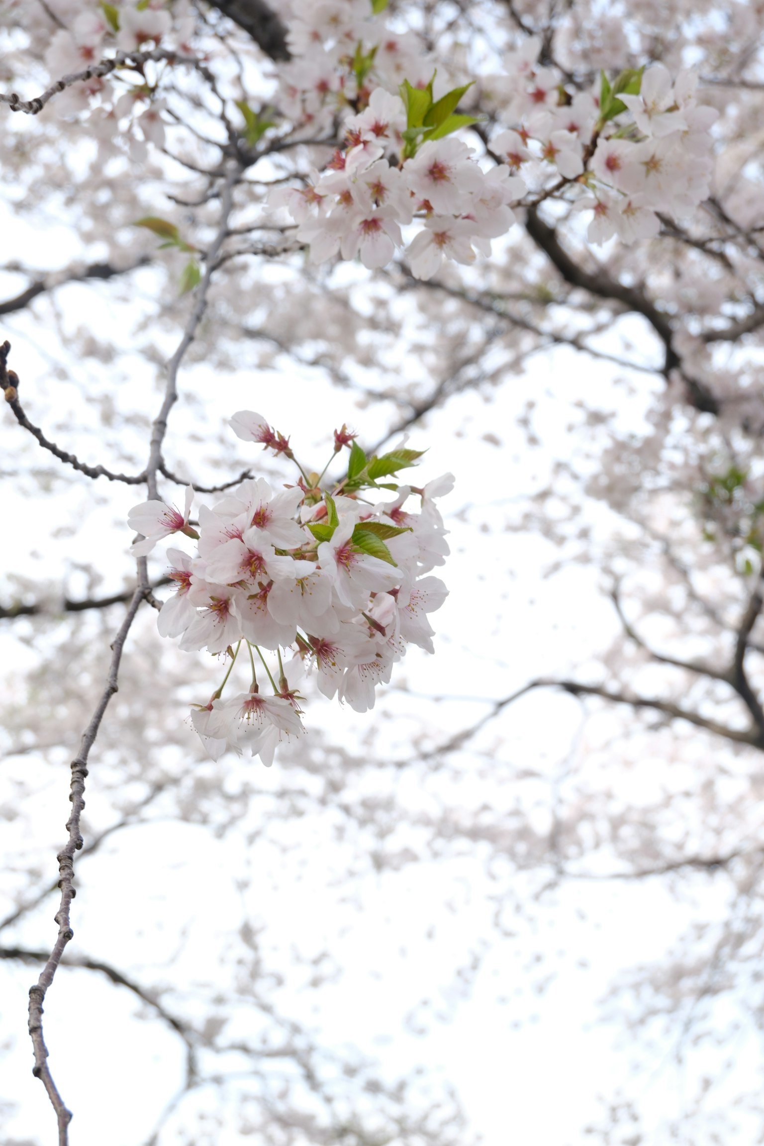 Flores de cerezo en plena floración contra un fondo suave