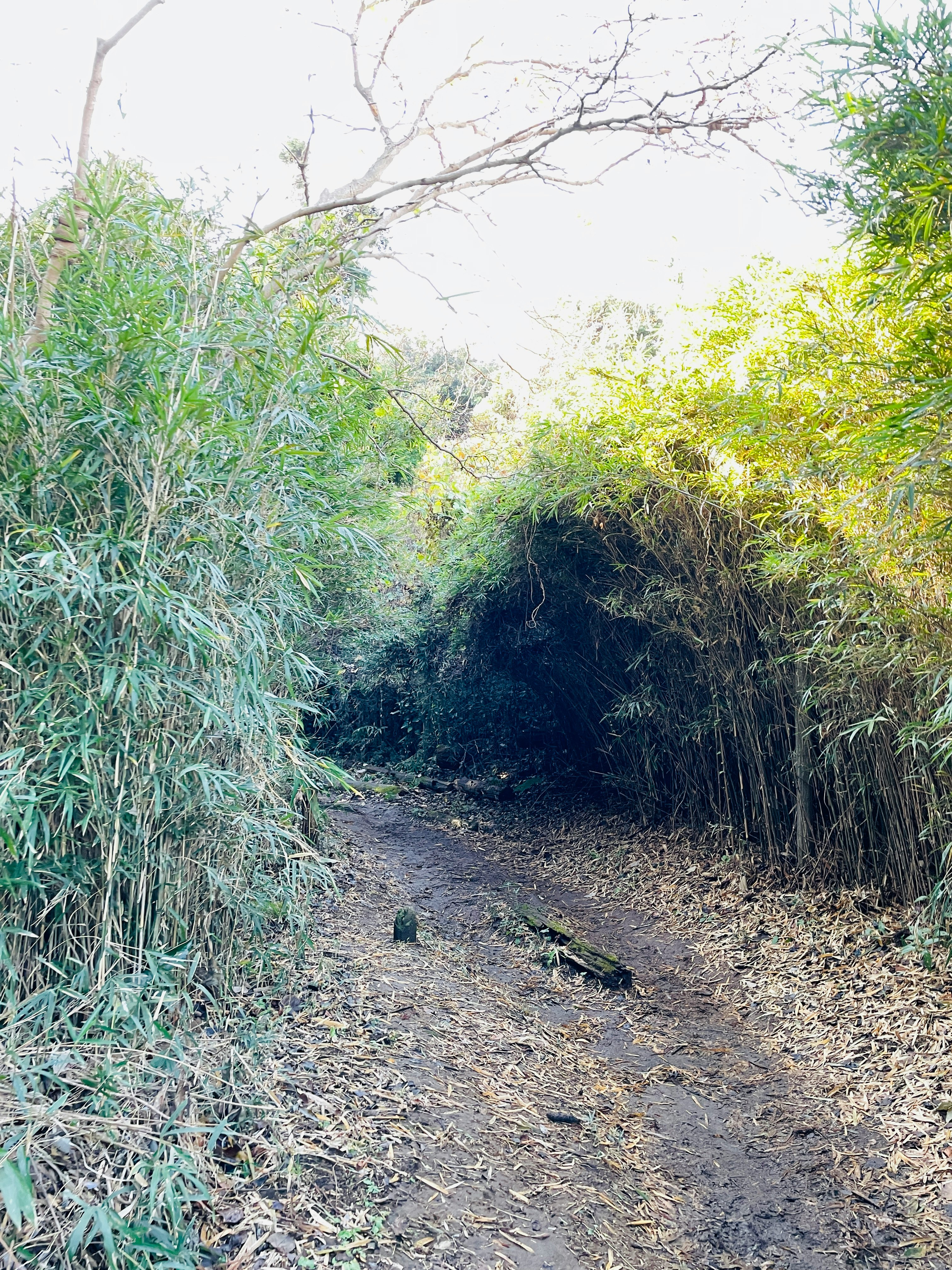 竹林の小道を進む自然の景色