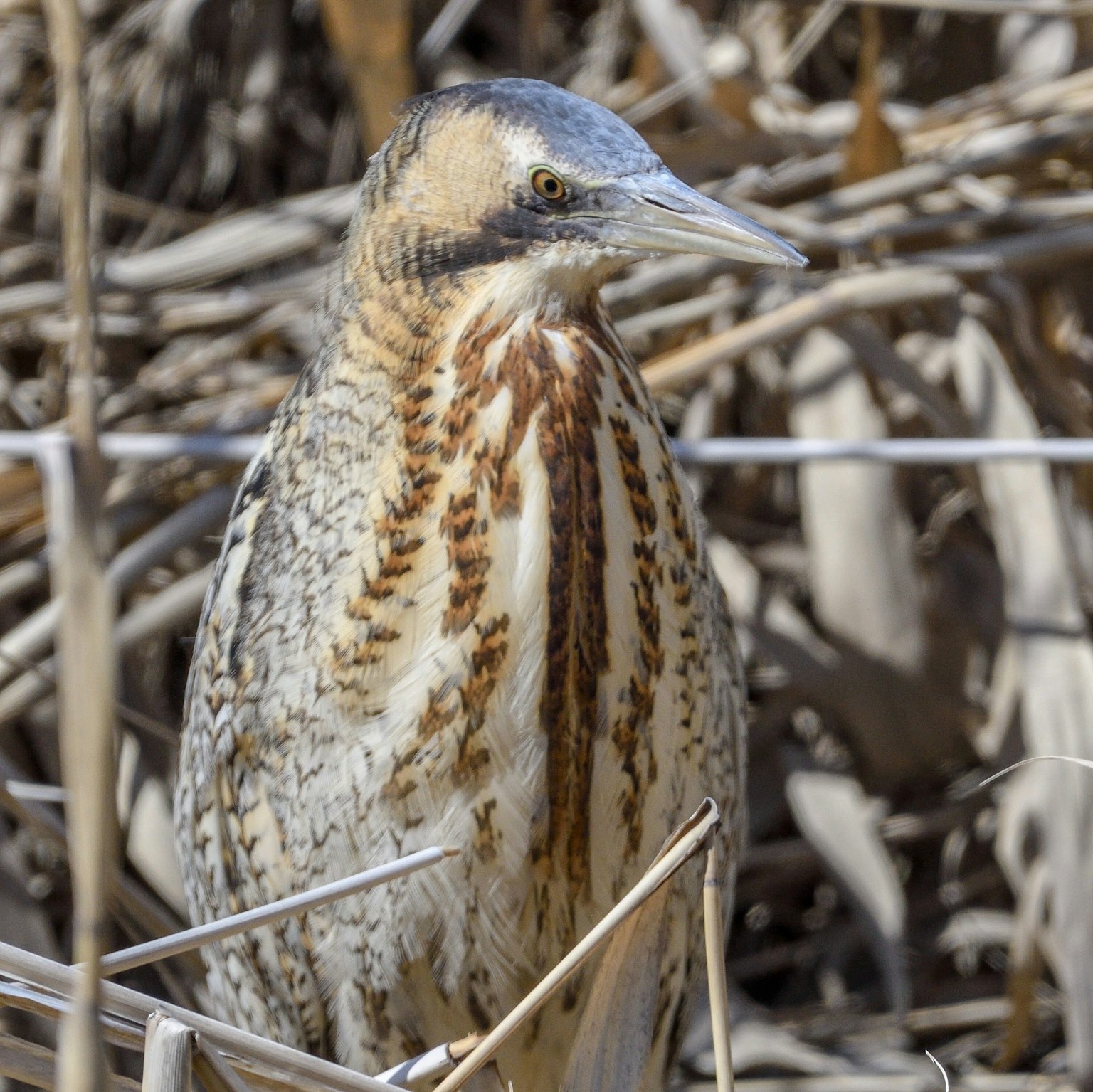 Profil burung bittern Amerika di antara rerumputan