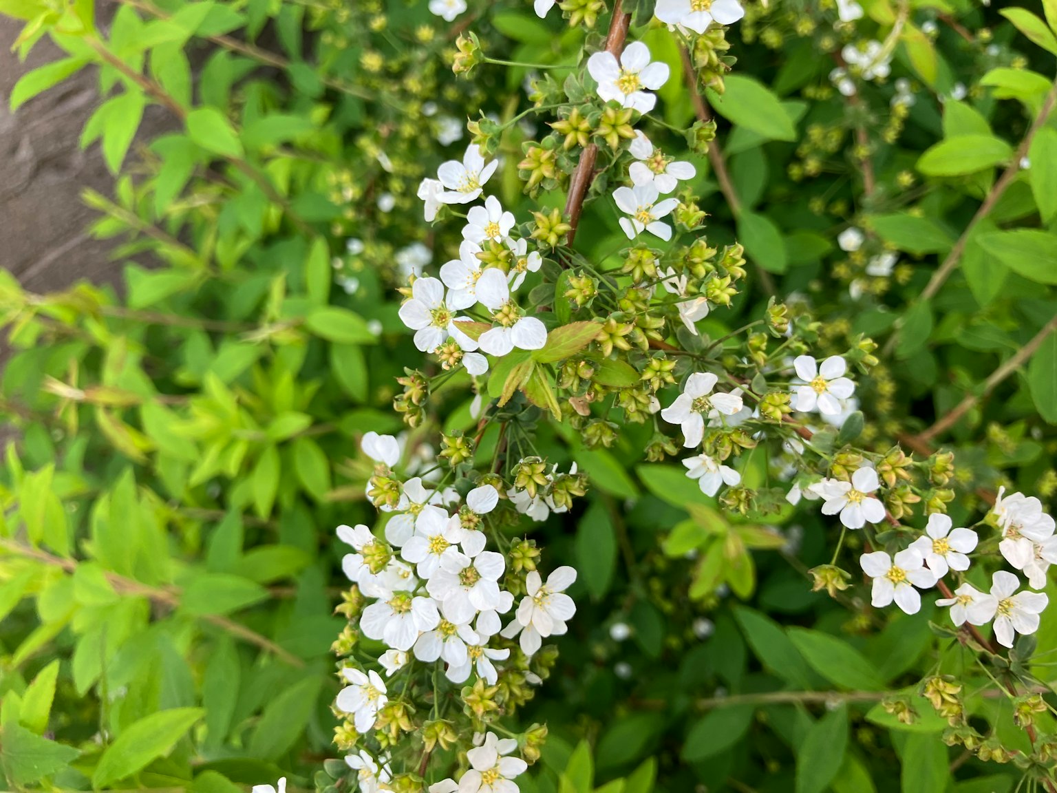 特寫植物，白色花朵被綠色葉子包圍