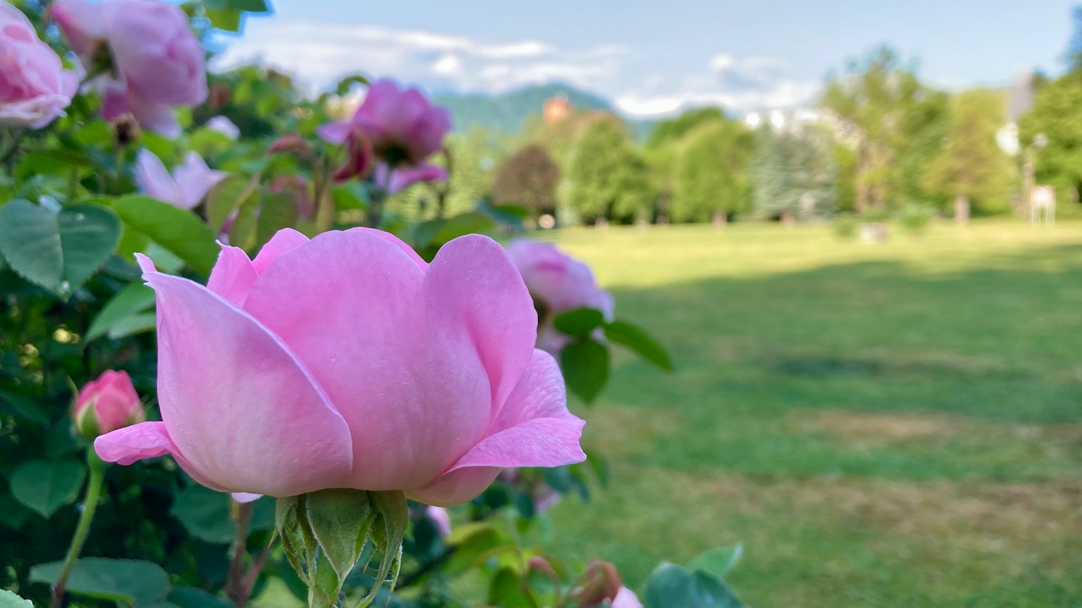 Close-up of a pink rose with a green field in the background