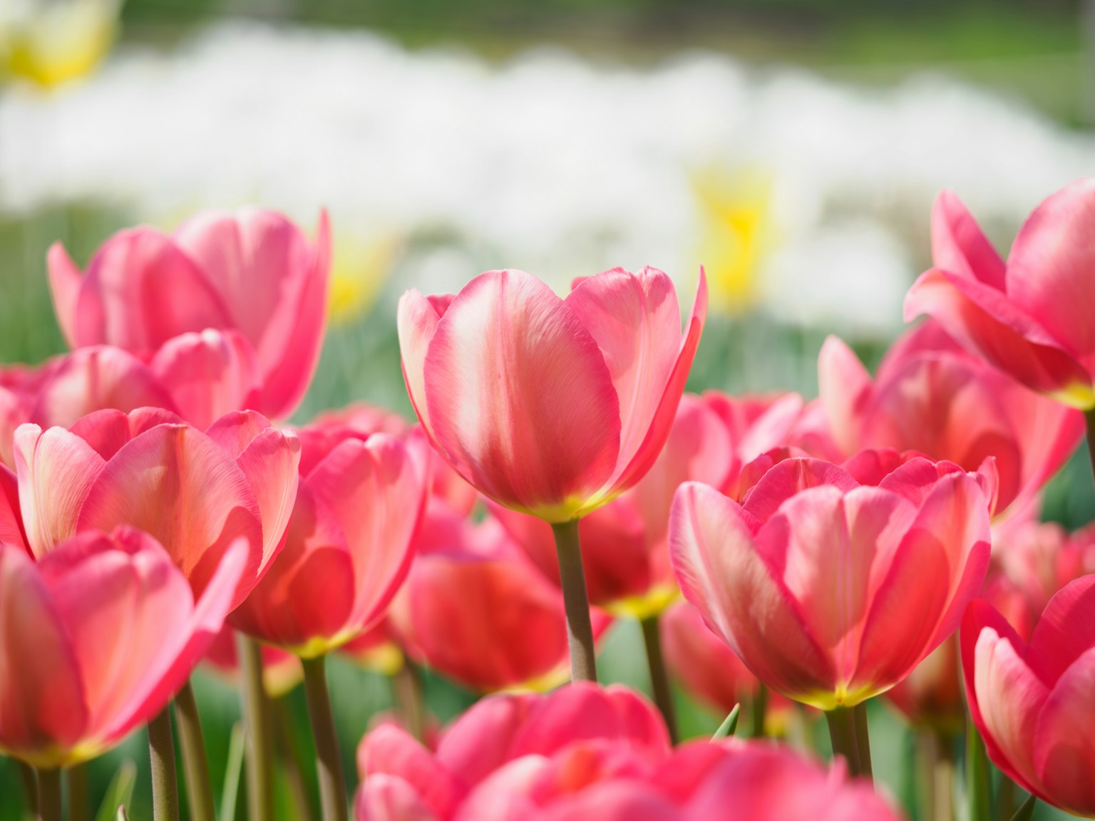 Close-up of blooming pink tulips in a flower garden