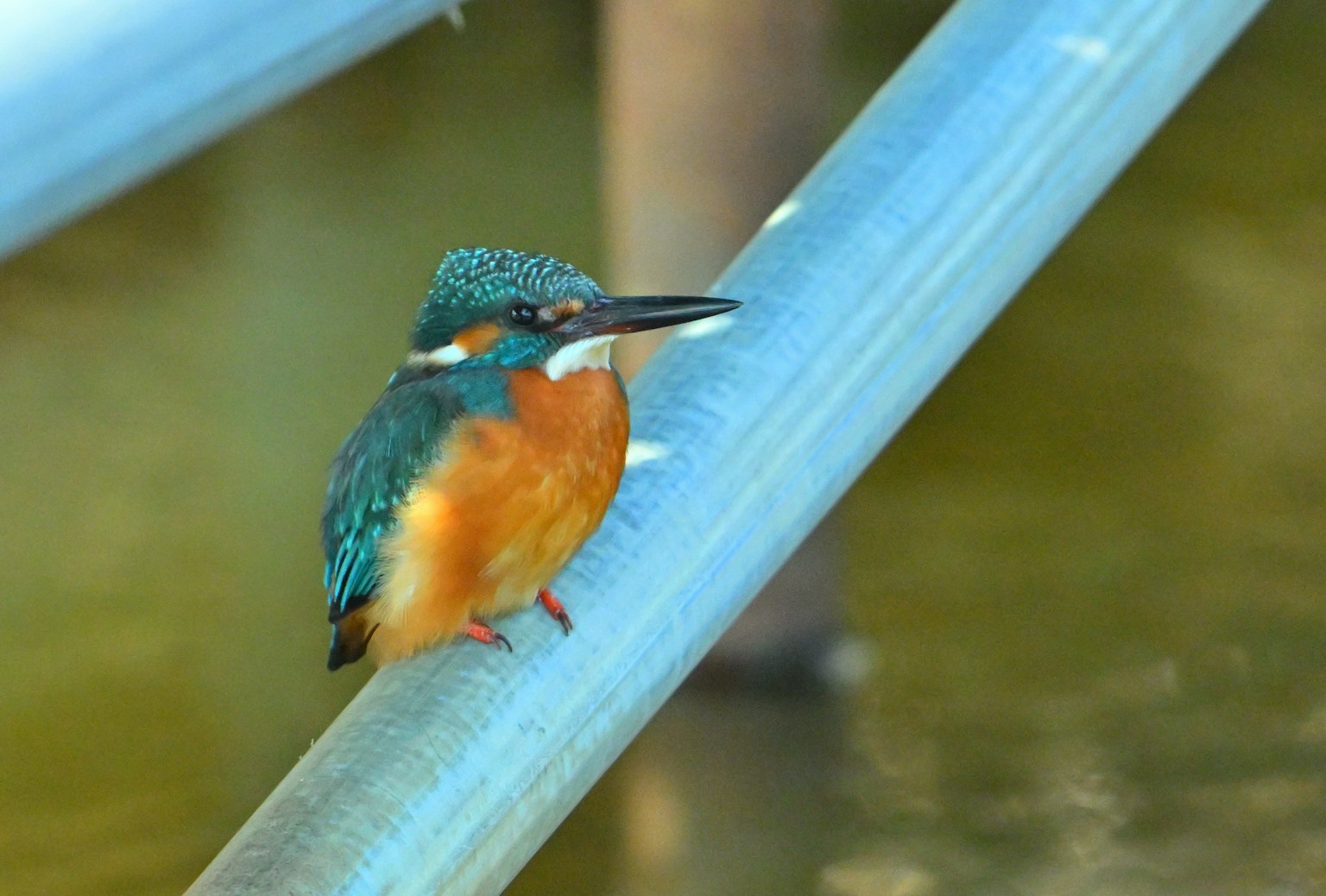 Seekor burung kingfisher dengan bulu biru dan dada oranye bertengger di pipa biru