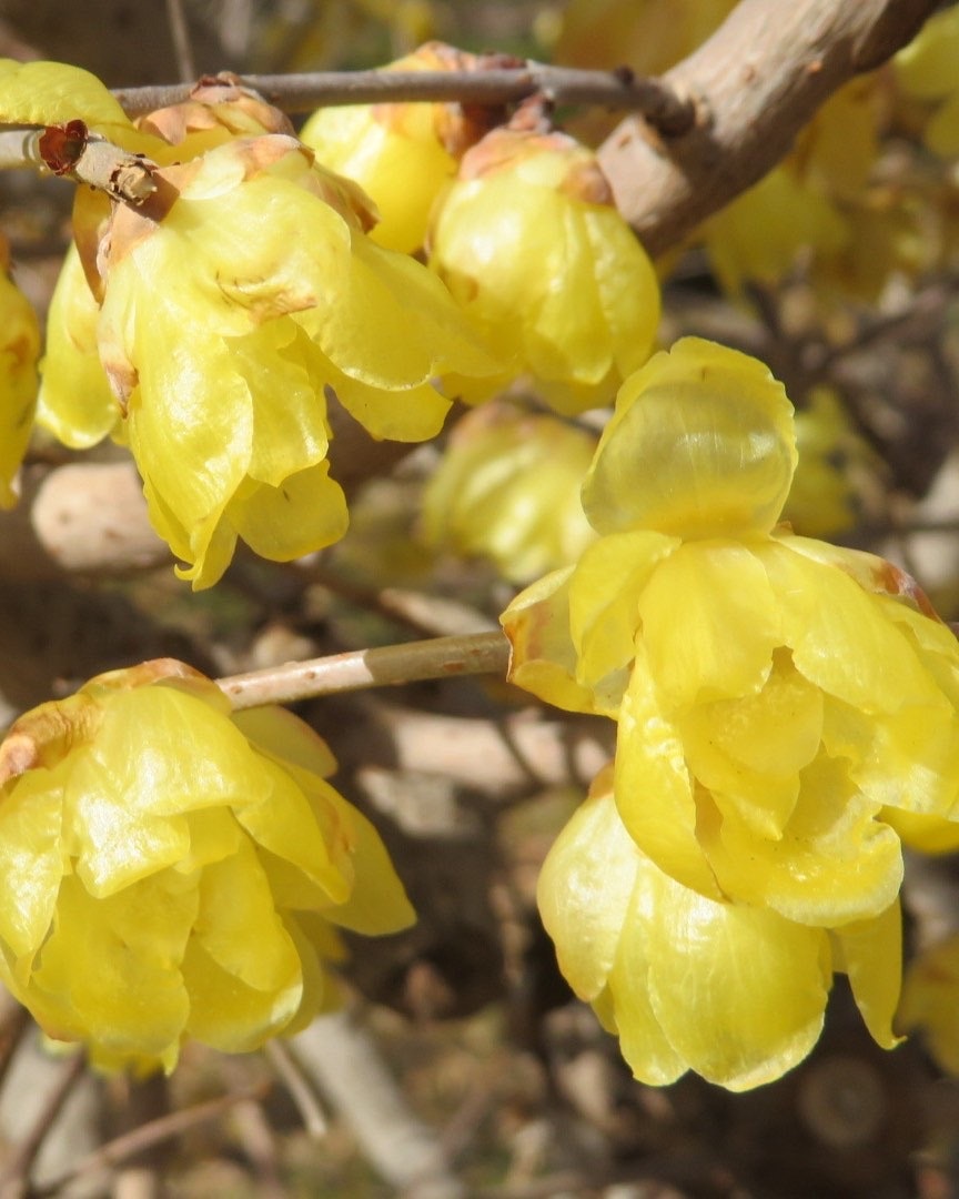 大阪城公園の蝋梅の花のアップ