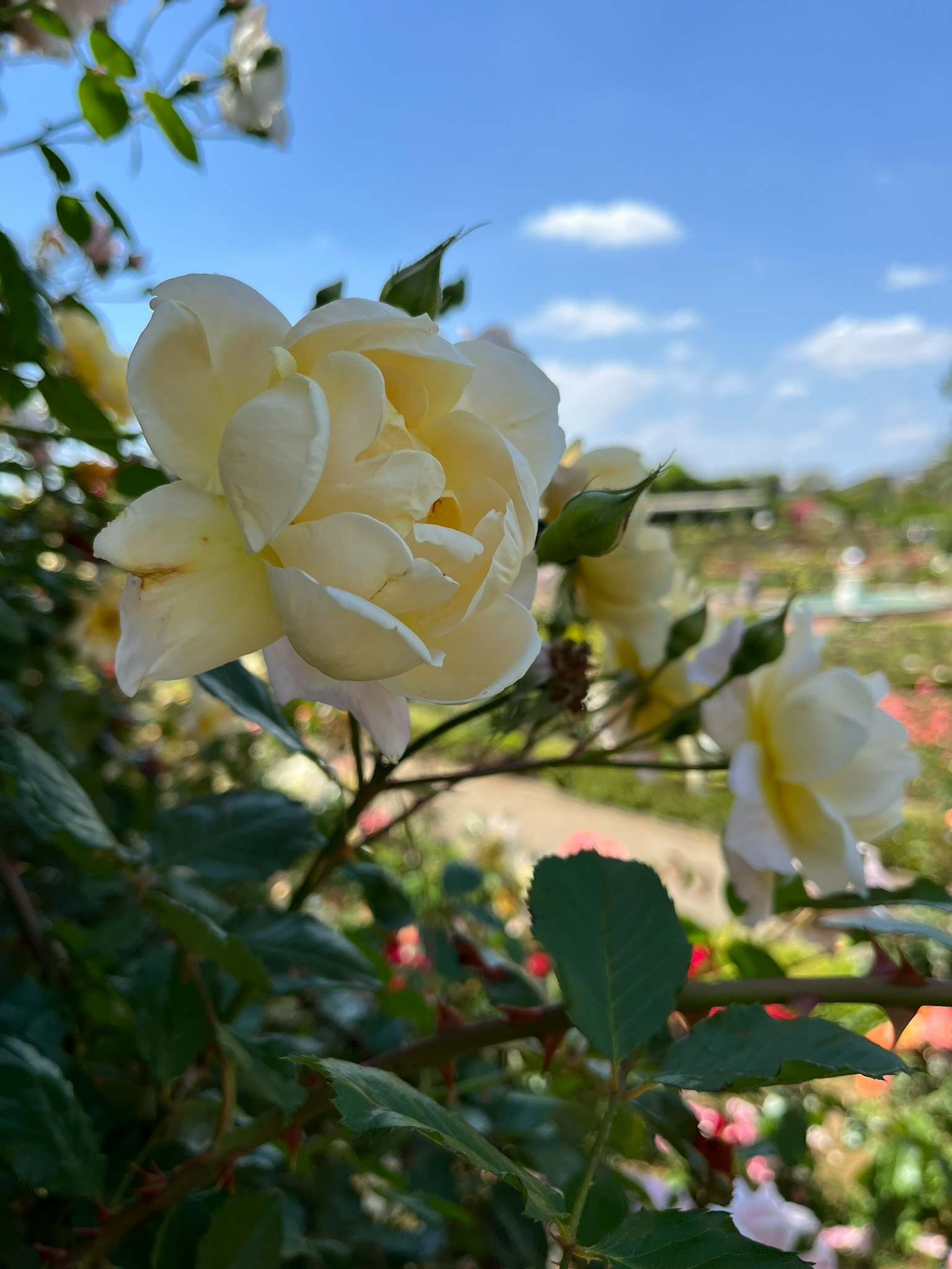 白いバラの花と青空の庭の風景