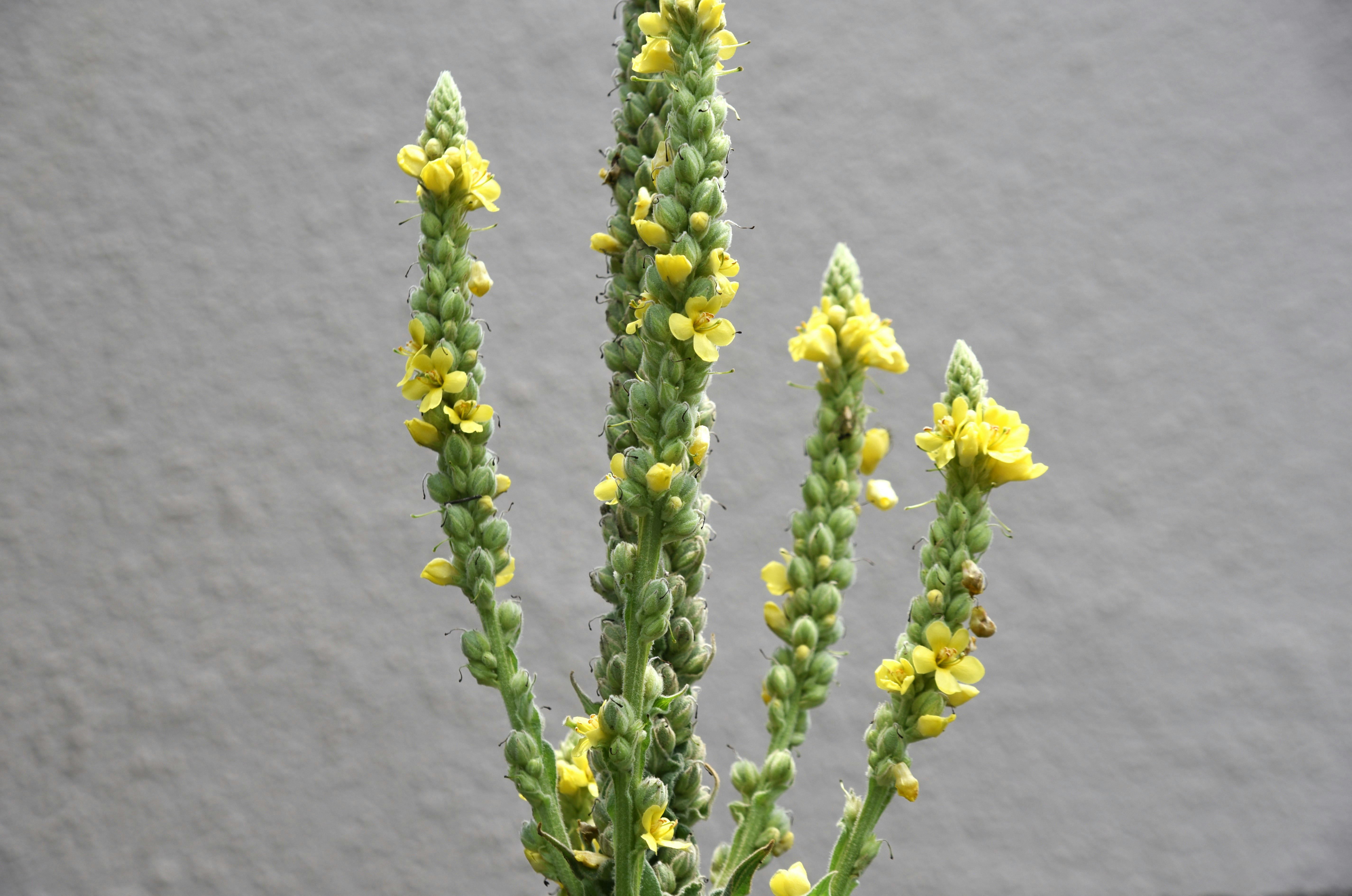 灰色の背景に咲く多肉植物の花穂