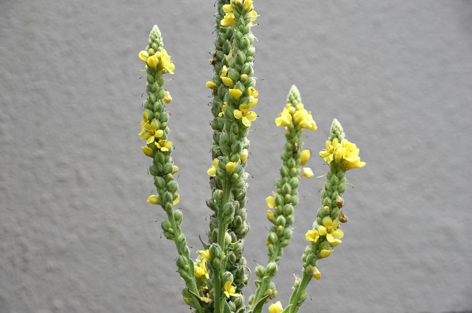 Succulent plant stem with small yellow flowers