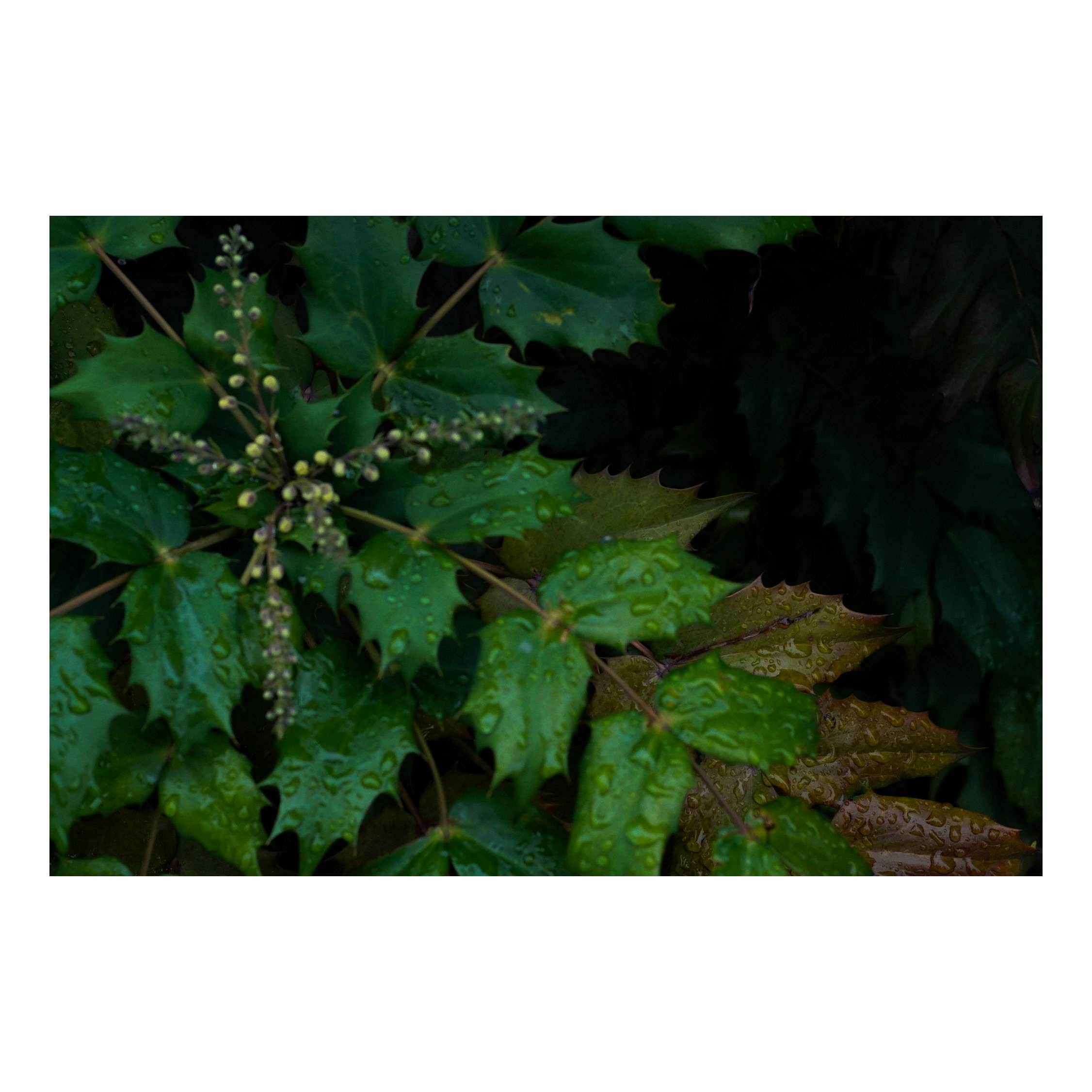 葉に付いた水滴のある緑の植物のクローズアップ