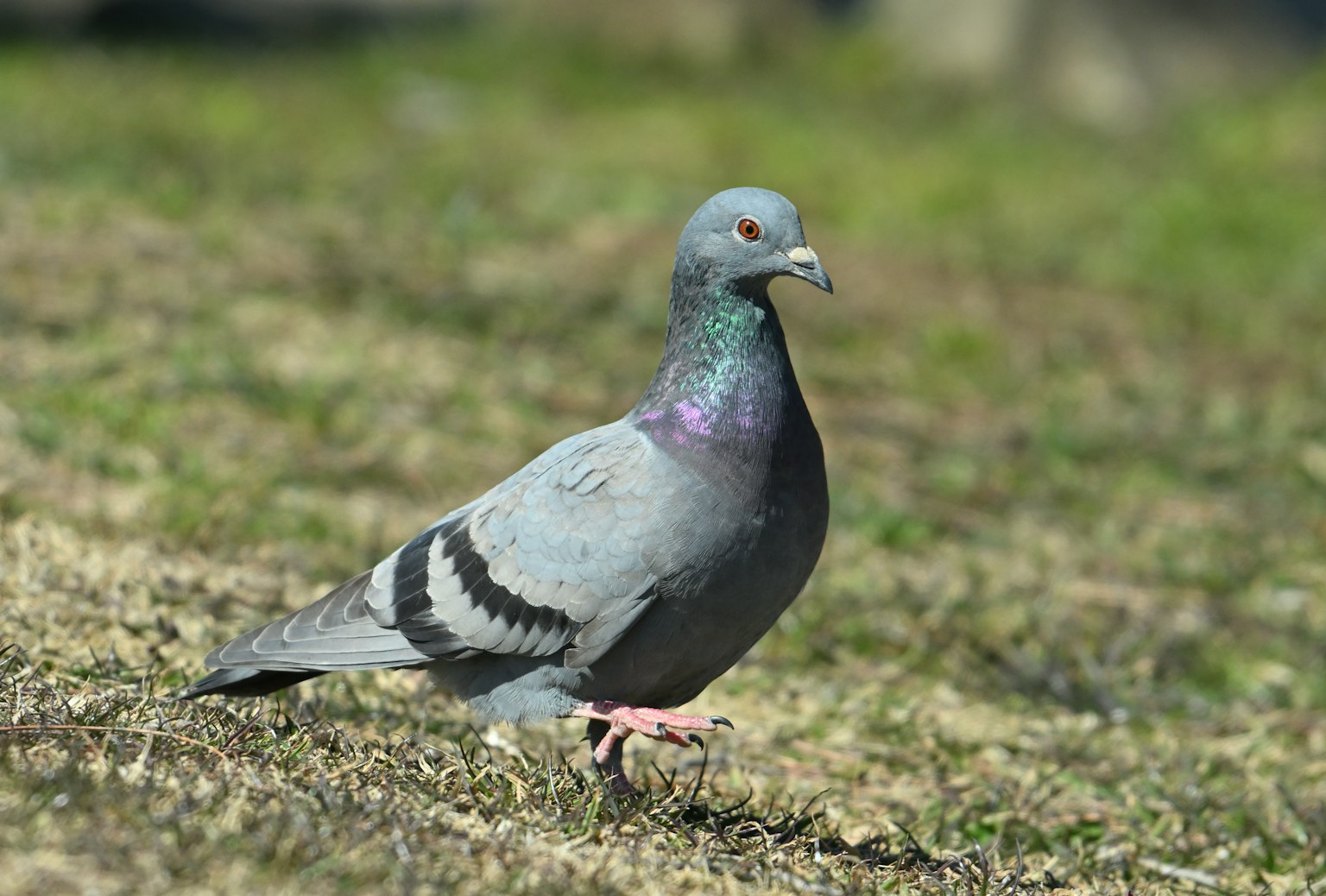 A blue pigeon standing on the ground