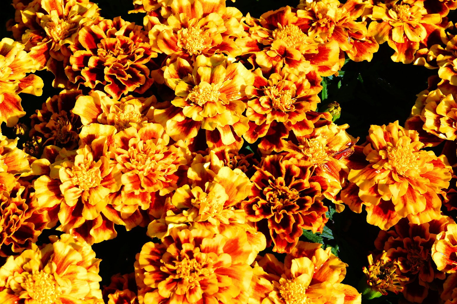 Flores de cempasúchil vibrantes en tonos de naranja y amarillo