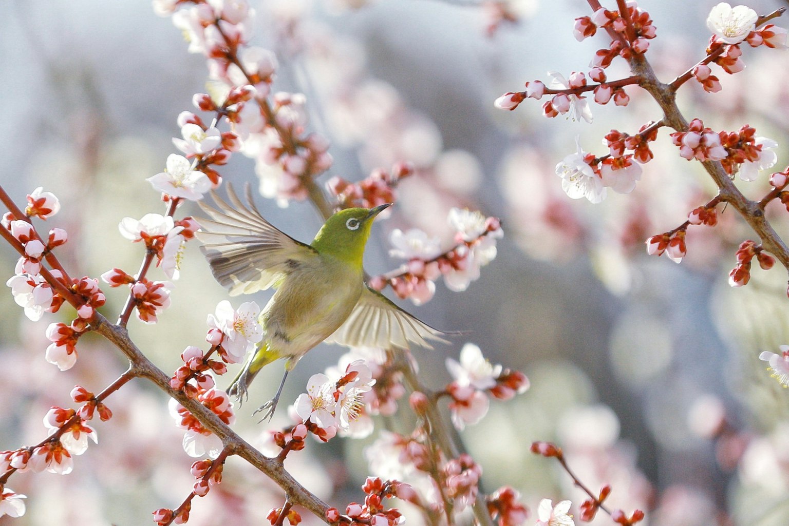 Un petit oiseau volant parmi les cerisiers en fleurs