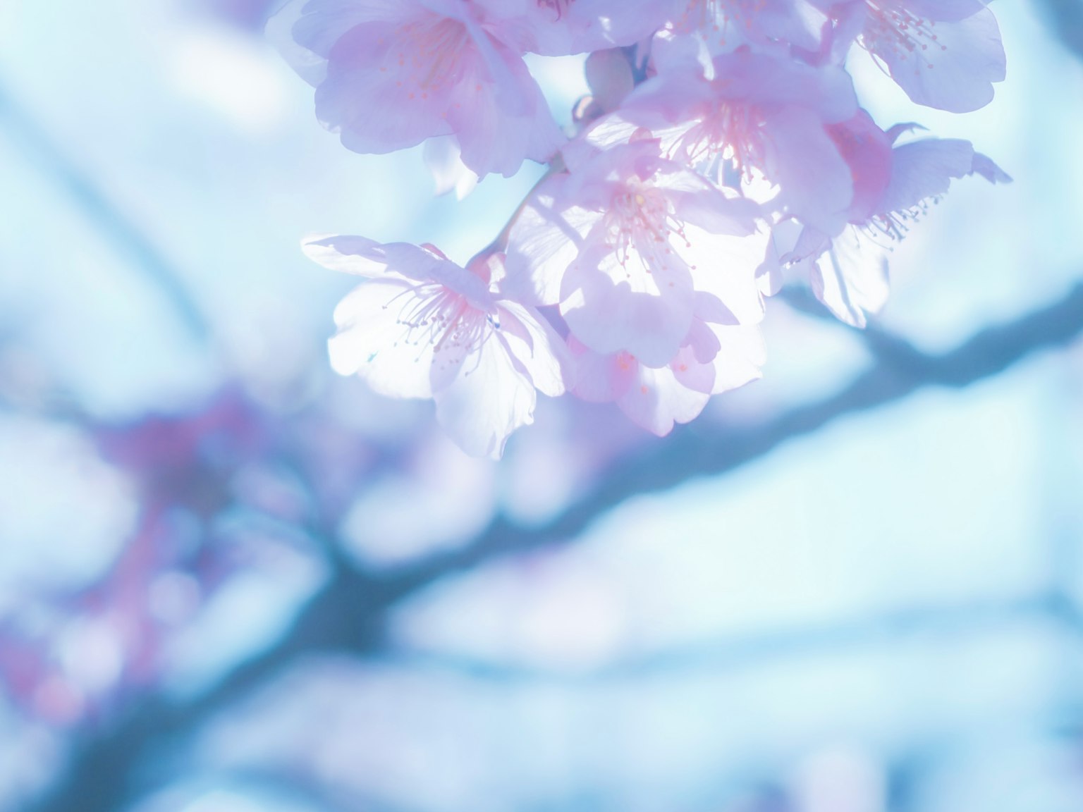 연한 파란 배경에 핑크색 cherry blossoms