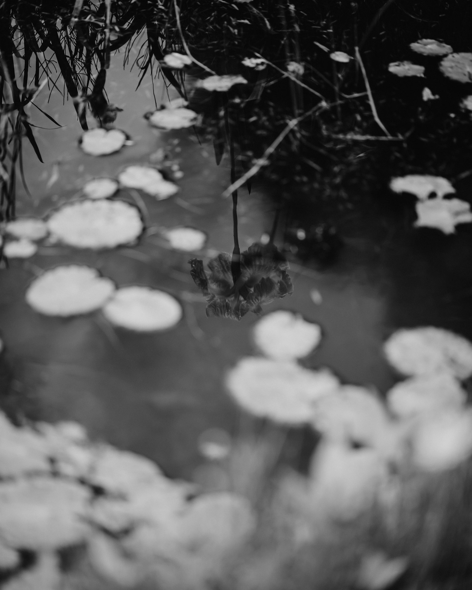 Weiße Seerosenblätter schwimmen auf dem Wasser mit Reflexionen von umgebendem Gras