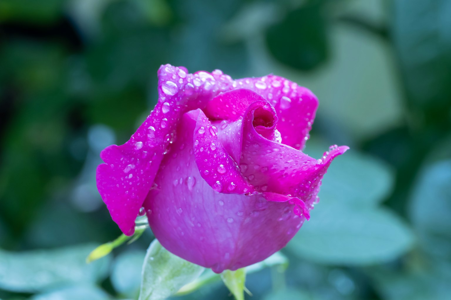 Vibrant pink rose flower with water droplets