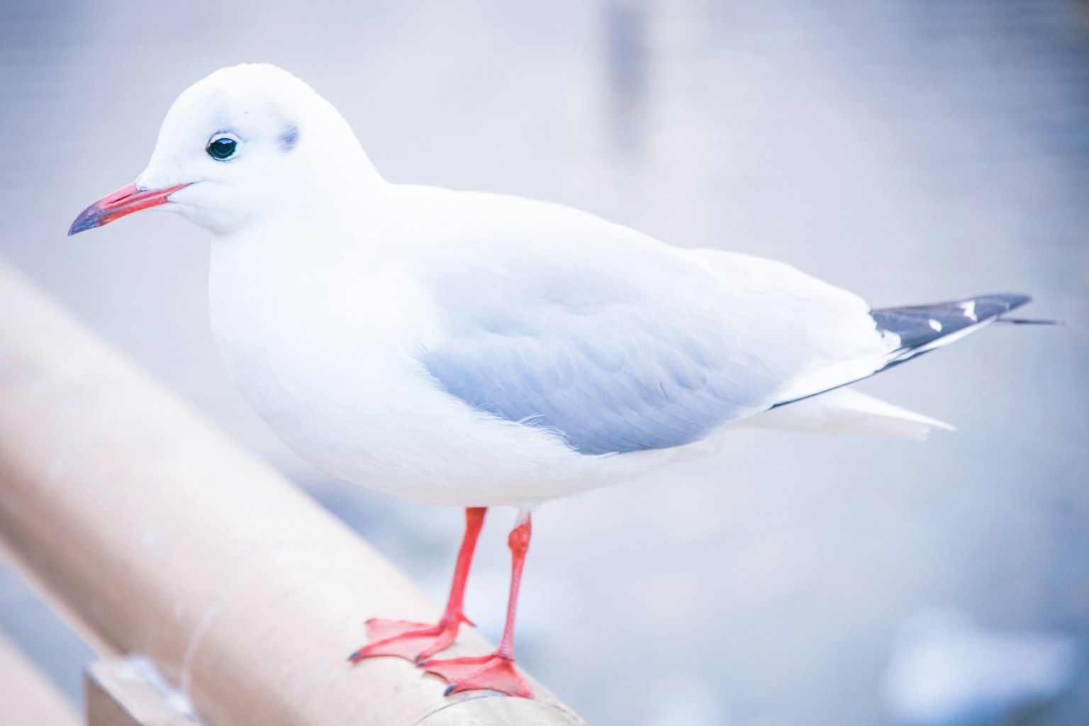 Eine Möwe mit weißen Federn und roten Beinen, die auf einem Geländer sitzt