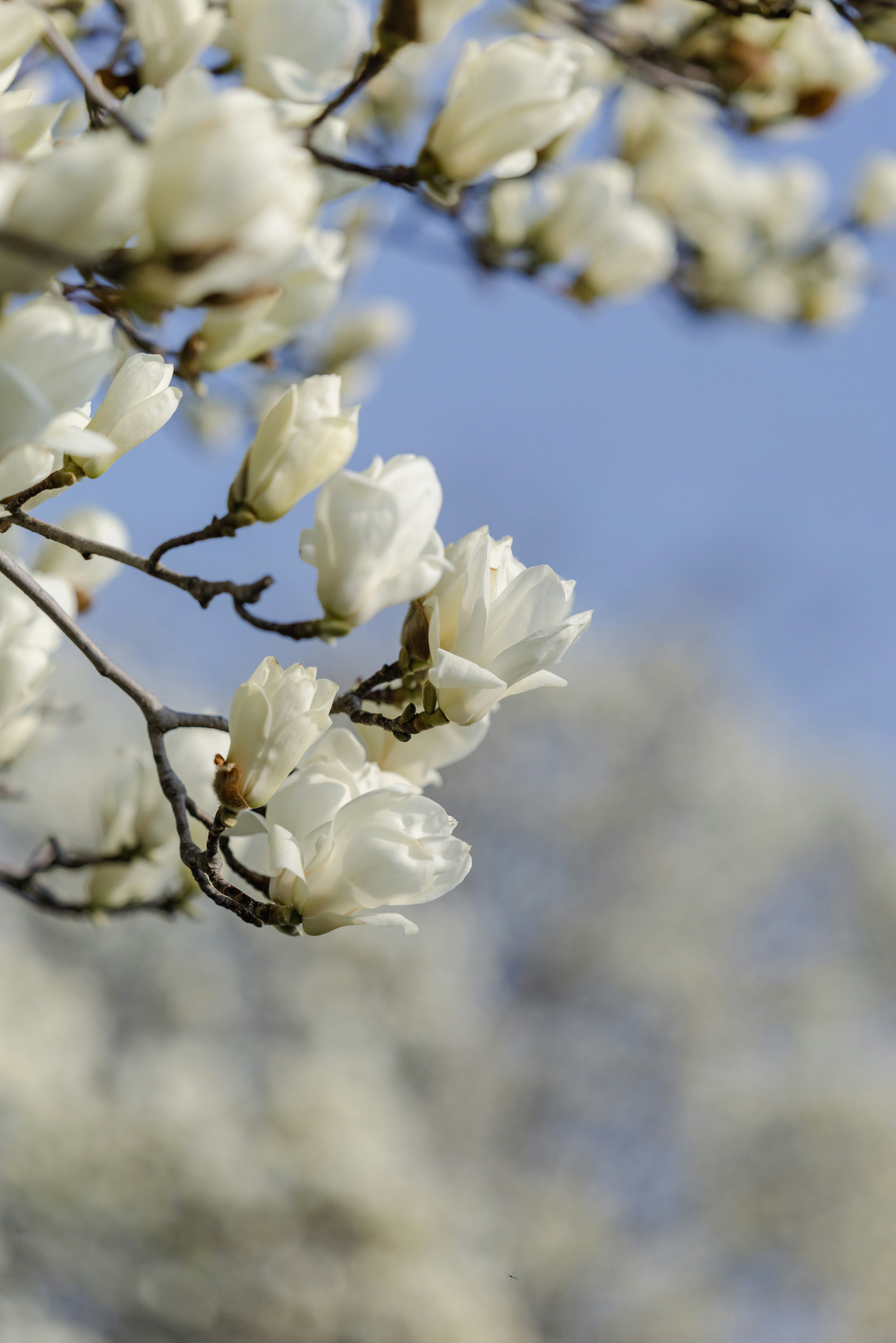 白いハクモクレンの花が青空に映える枝先