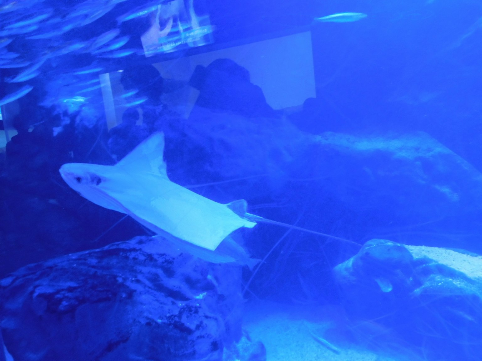 Stingray swimming in blue water with rocks