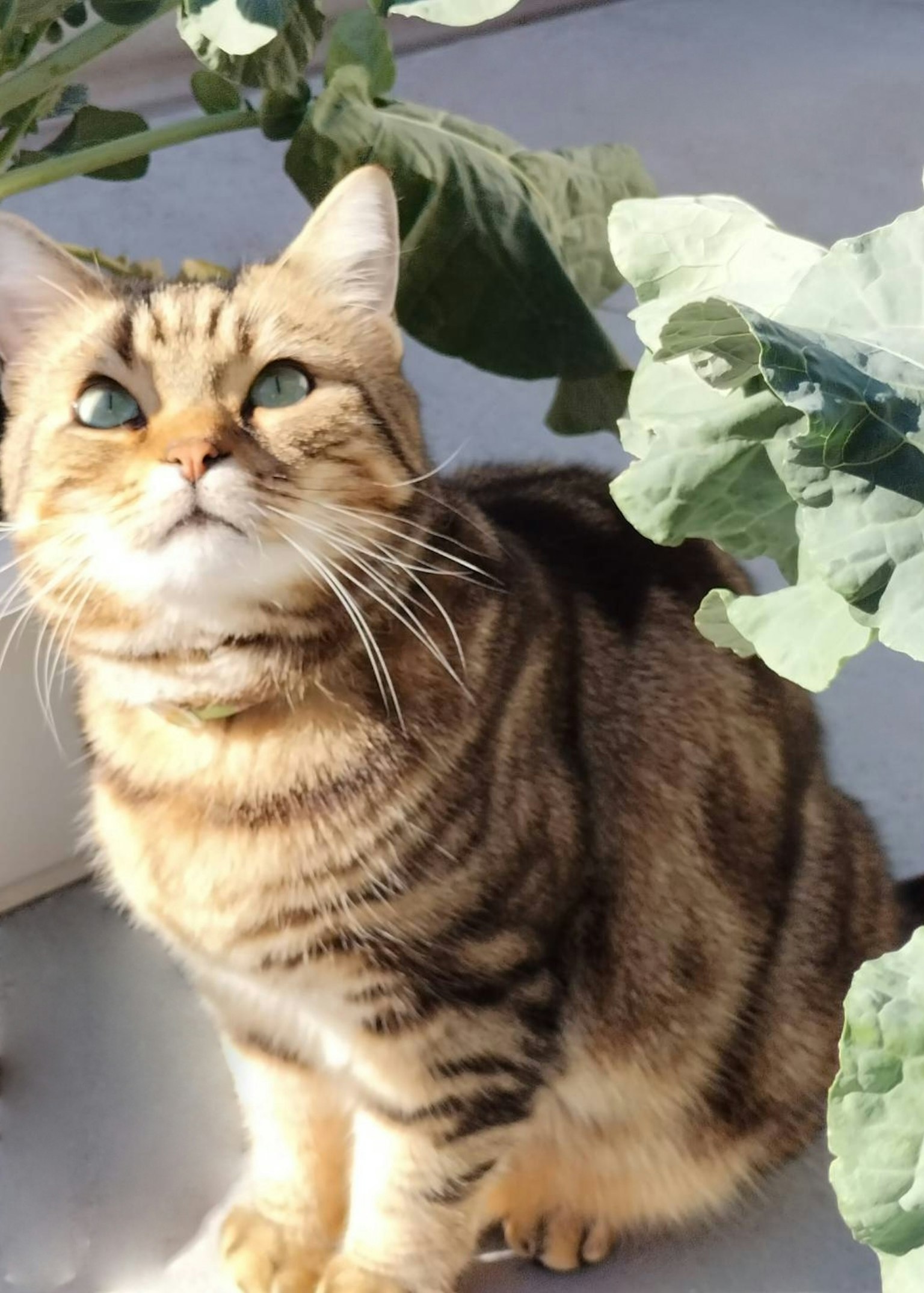 Gato marrón con rayas mirando hacia arriba cerca de plantas verdes