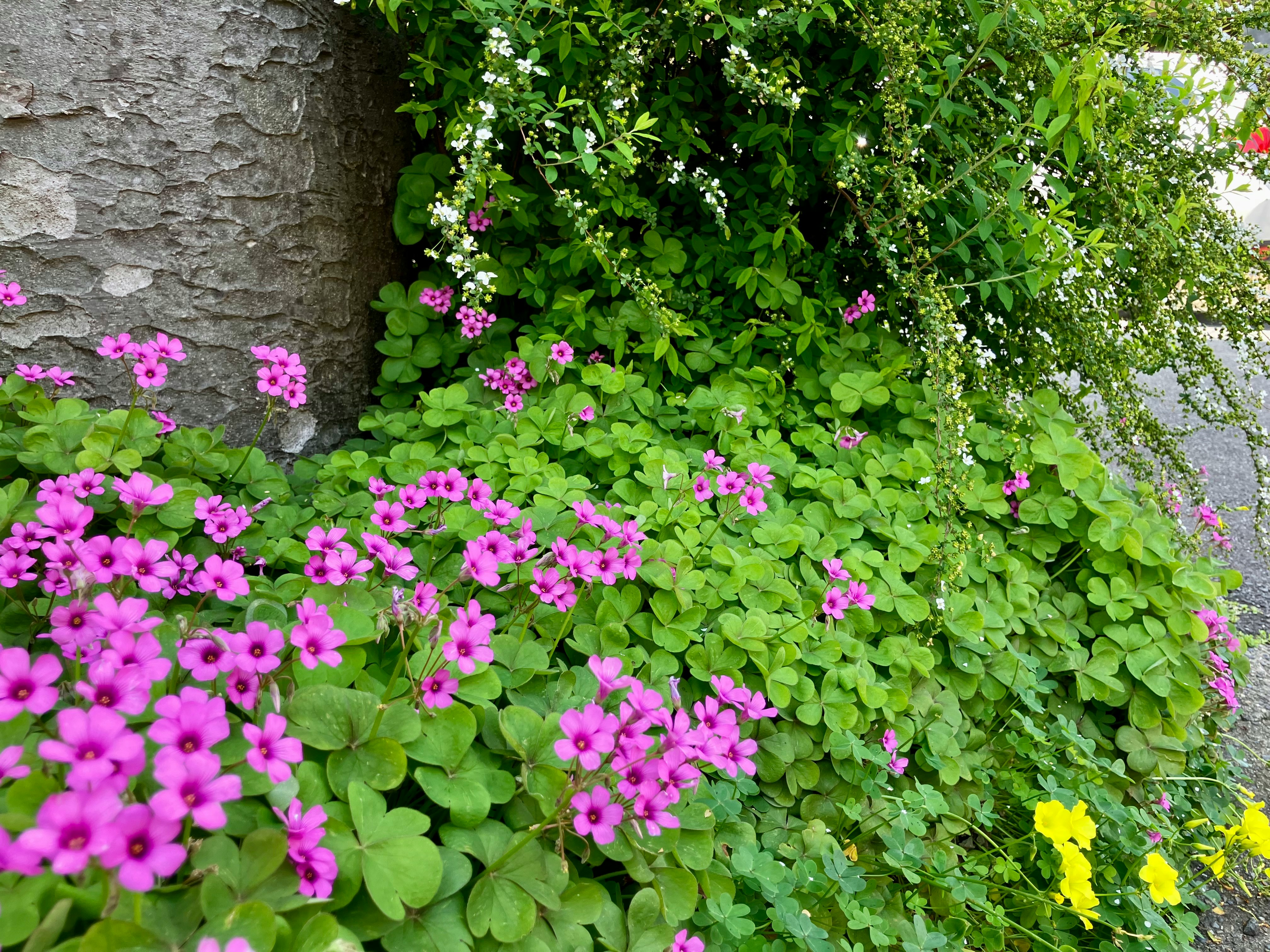 石垣の隙間に咲くピンクの花と緑の葉