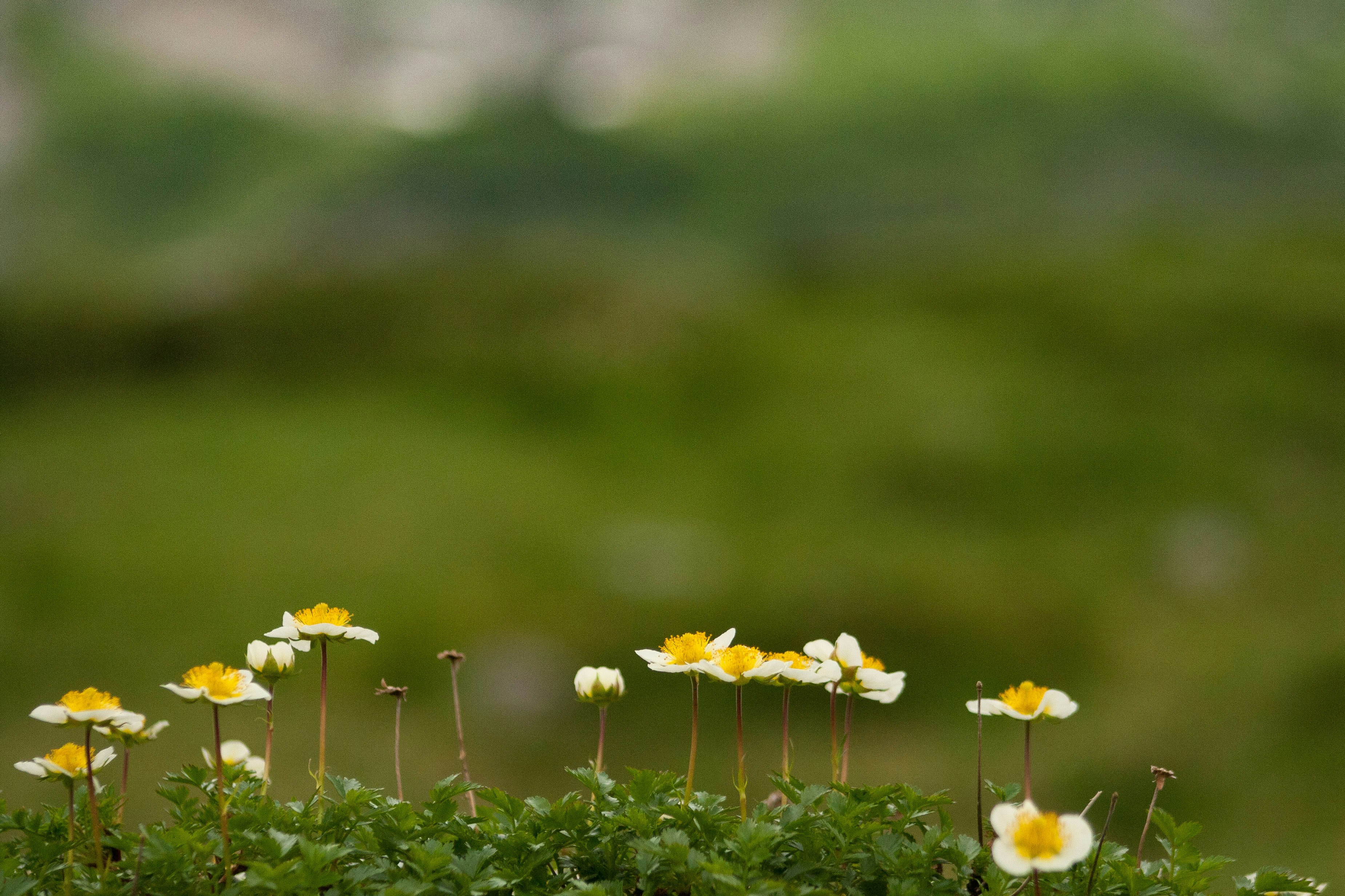 苔の上に咲く小さな白黄の花
