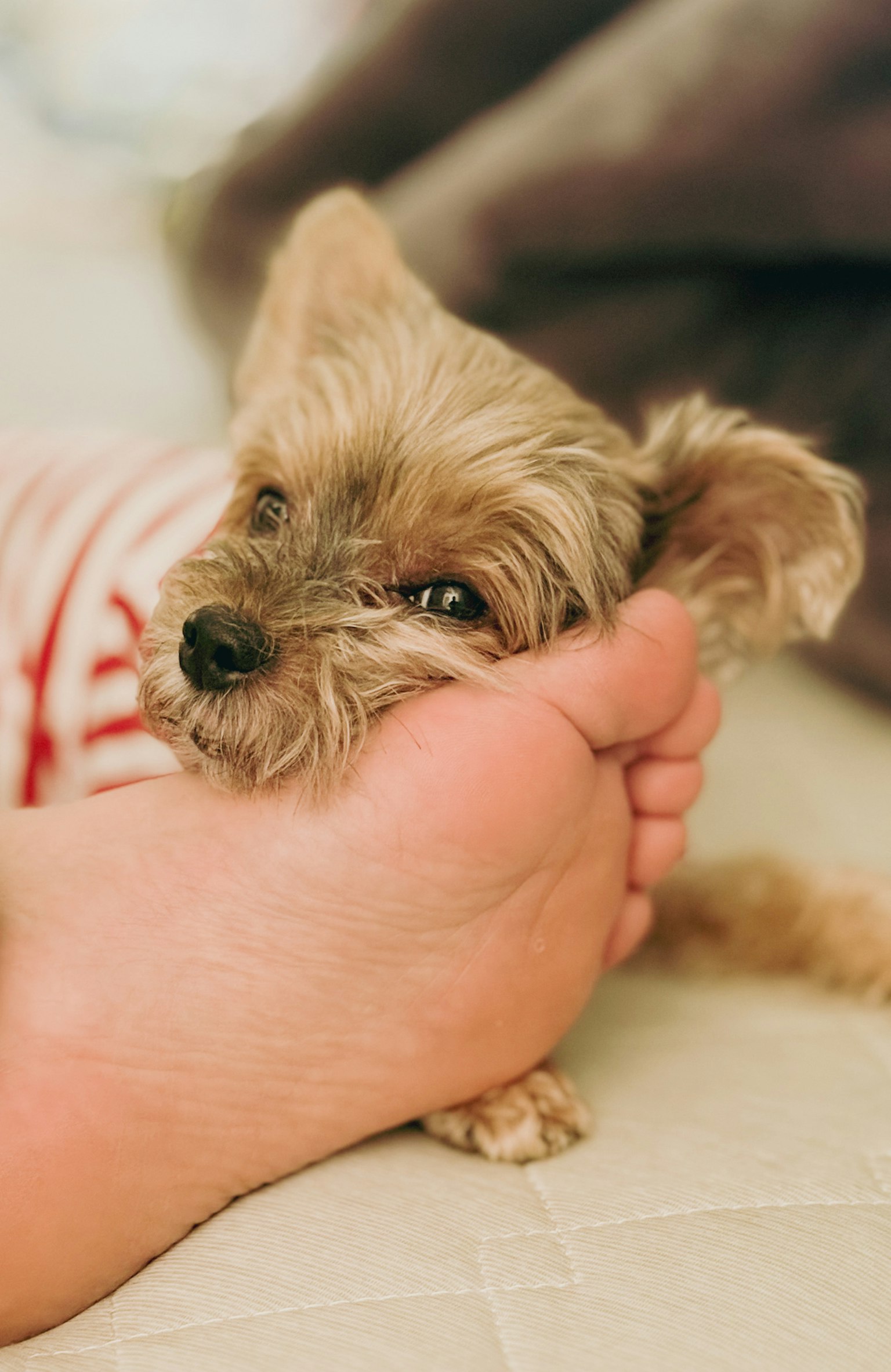 手のひらに乗せられた小さな犬の顔が見える