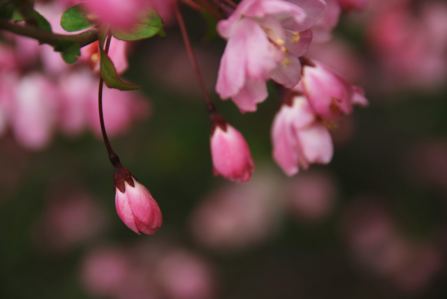 Primer plano de flores rosadas delicadas y brotes en una rama