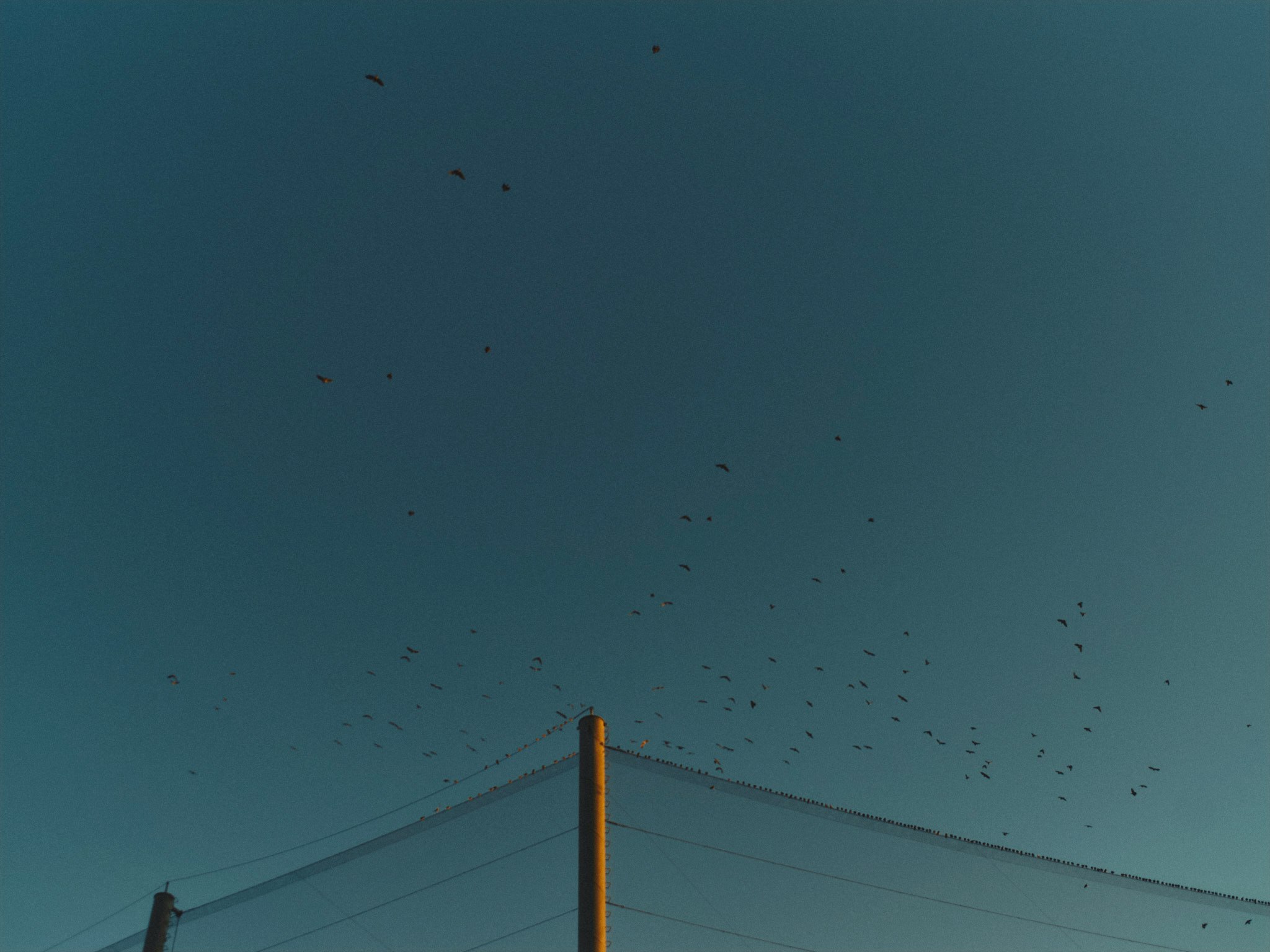 青空の下で飛ぶ鳥の群れと電線