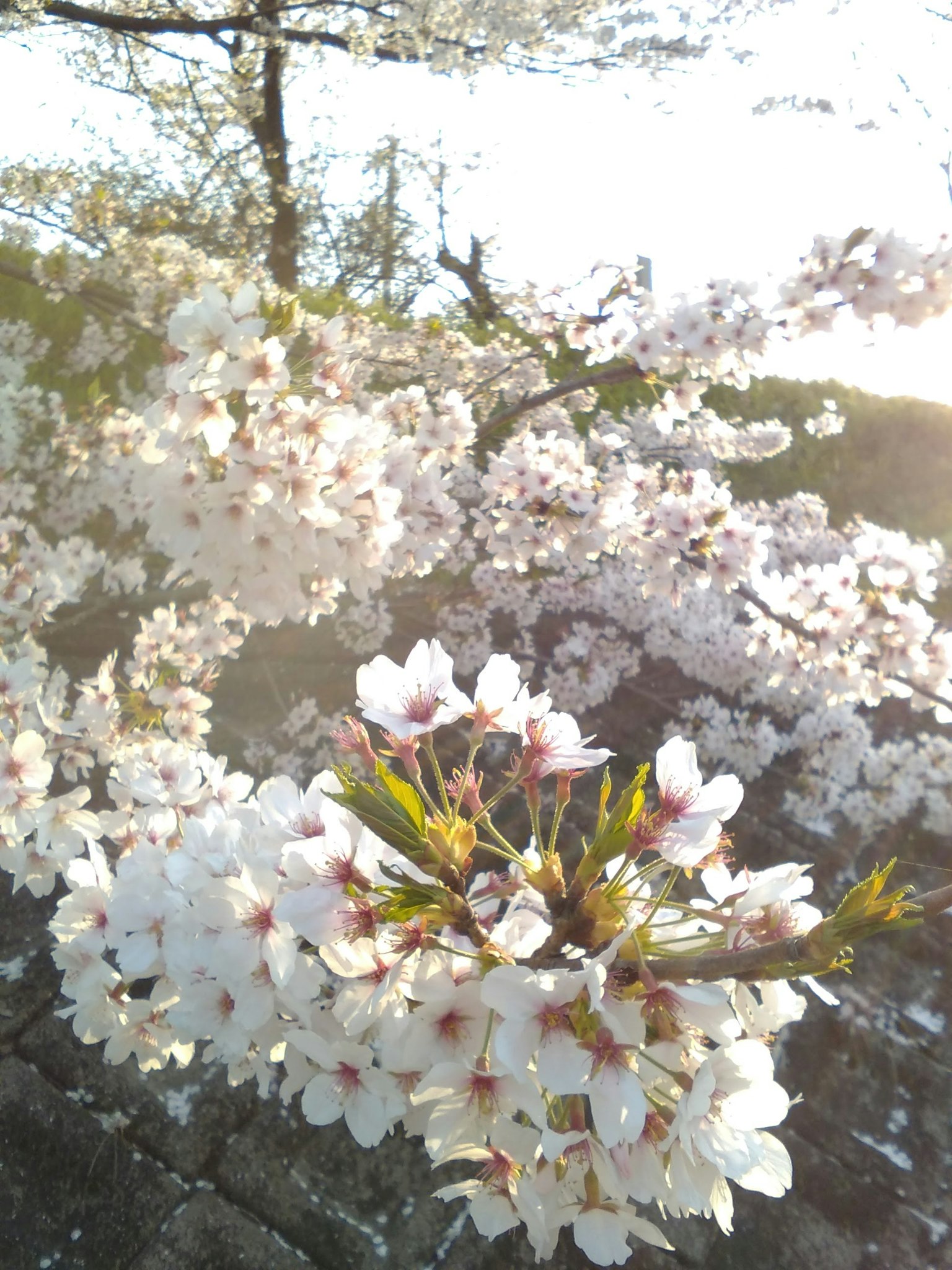 Beautiful scene of blooming cherry blossoms