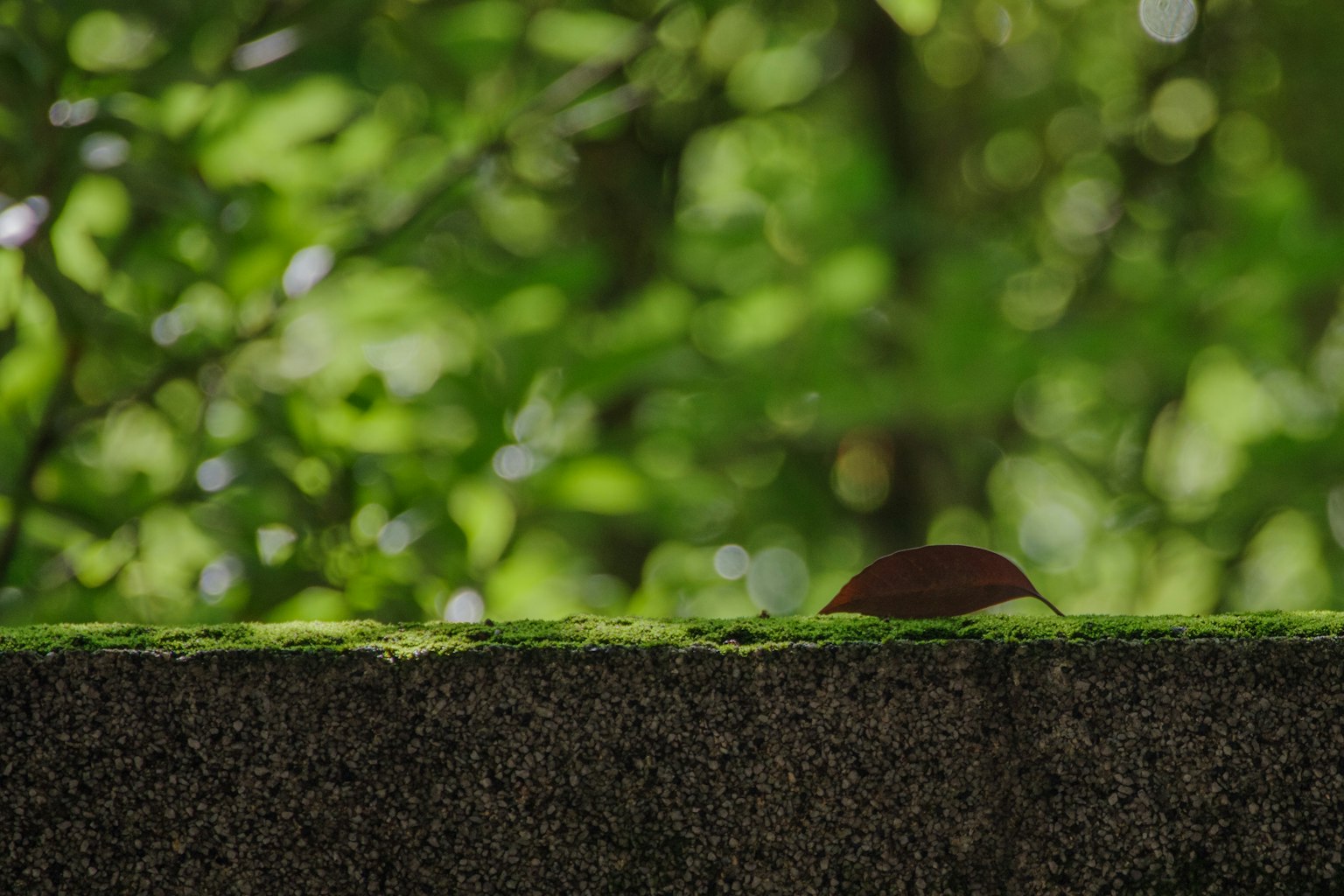 Concrete wall with a single leaf on top against a green blurred background