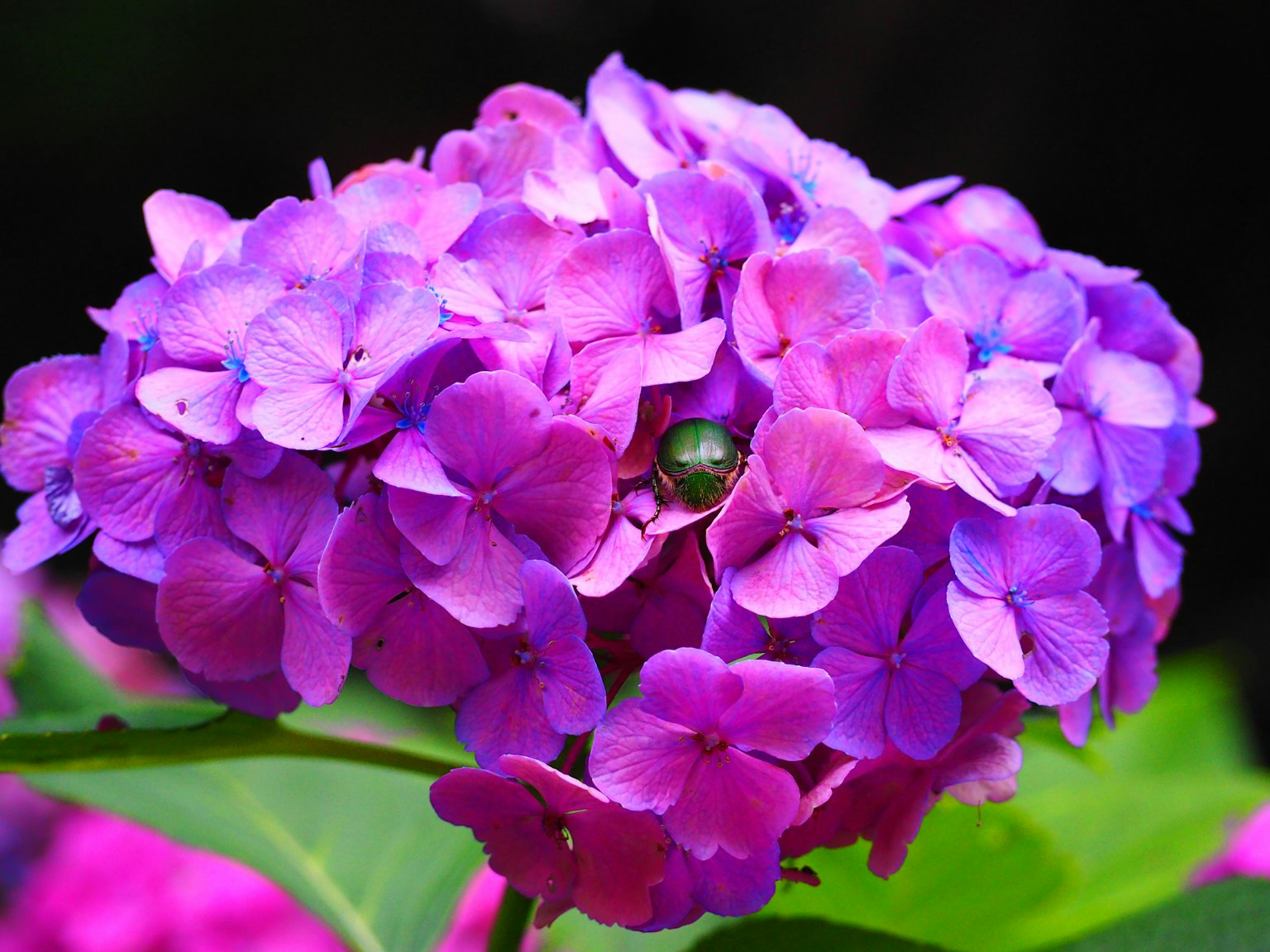Vibrant purple hydrangea flower with green leaves