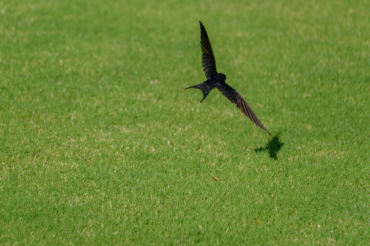 Silhouette d'un oiseau noir volant sur de l'herbe verte